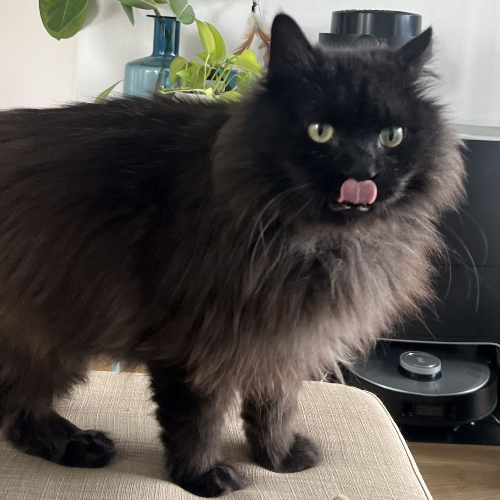 雑種（ミックス猫）・オスの里親募集の写真