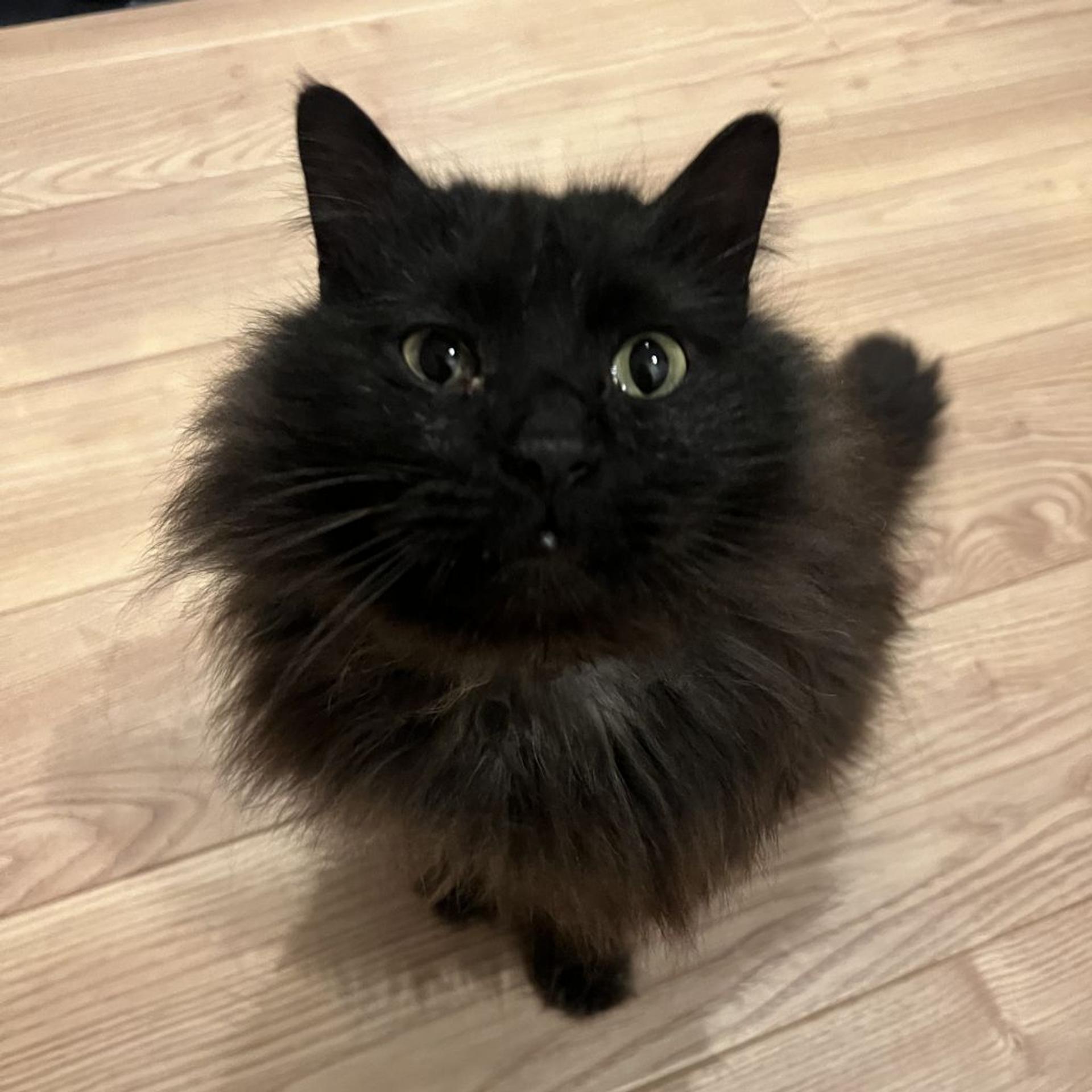pet-image-6