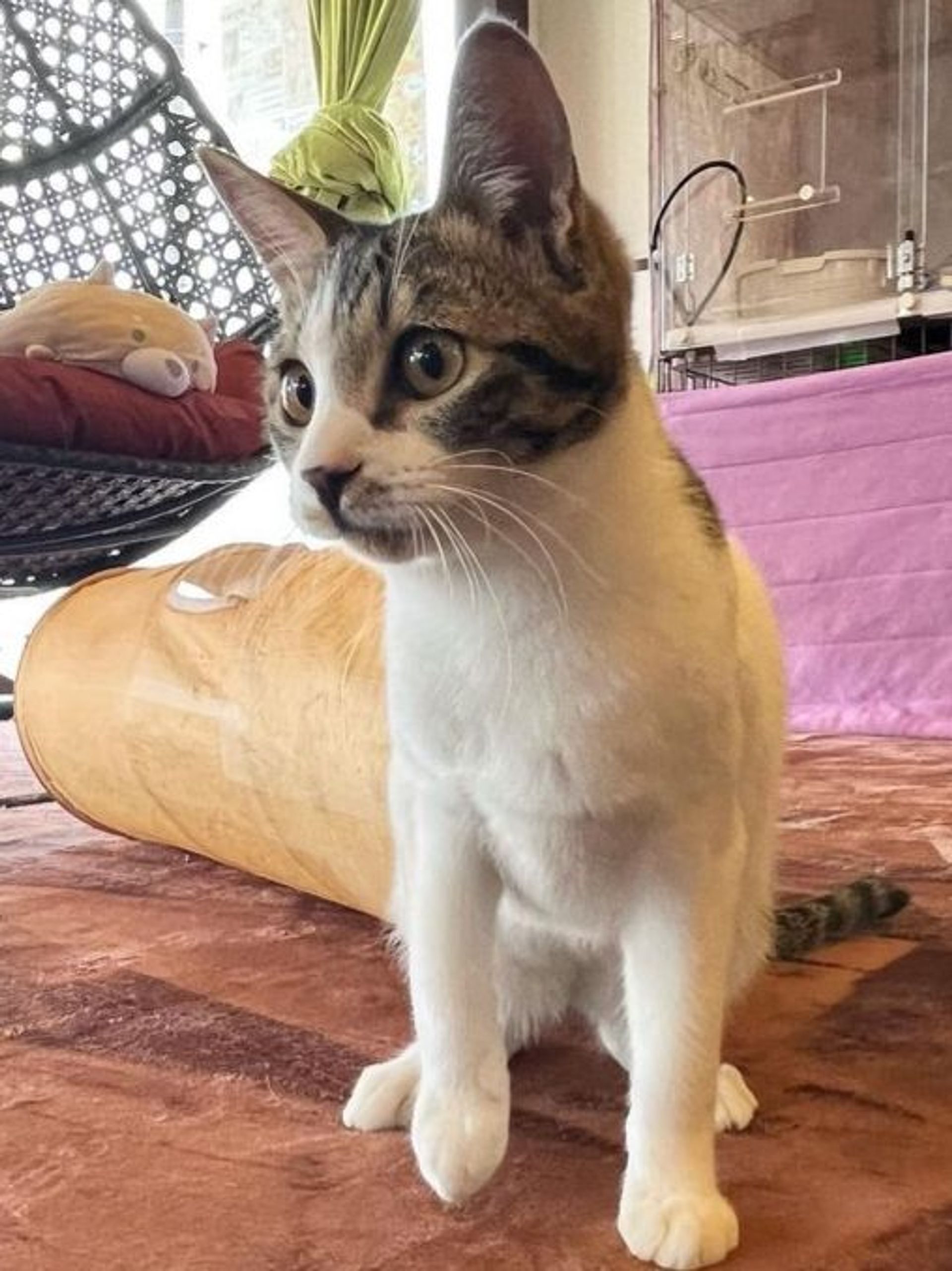 雑種（ミックス猫）・オスの里親募集の写真