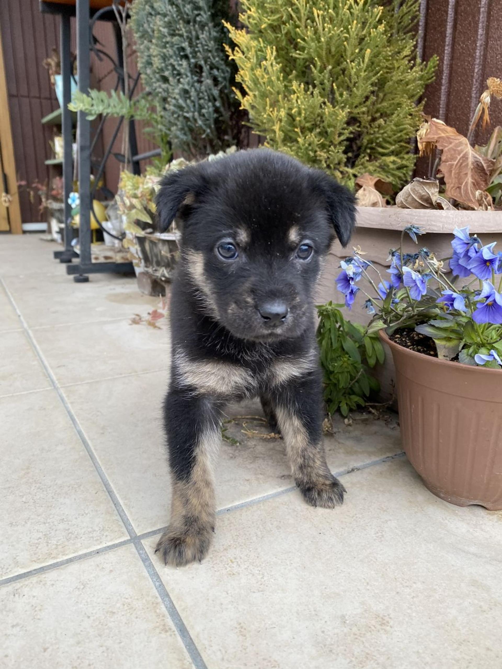 pet-image-2