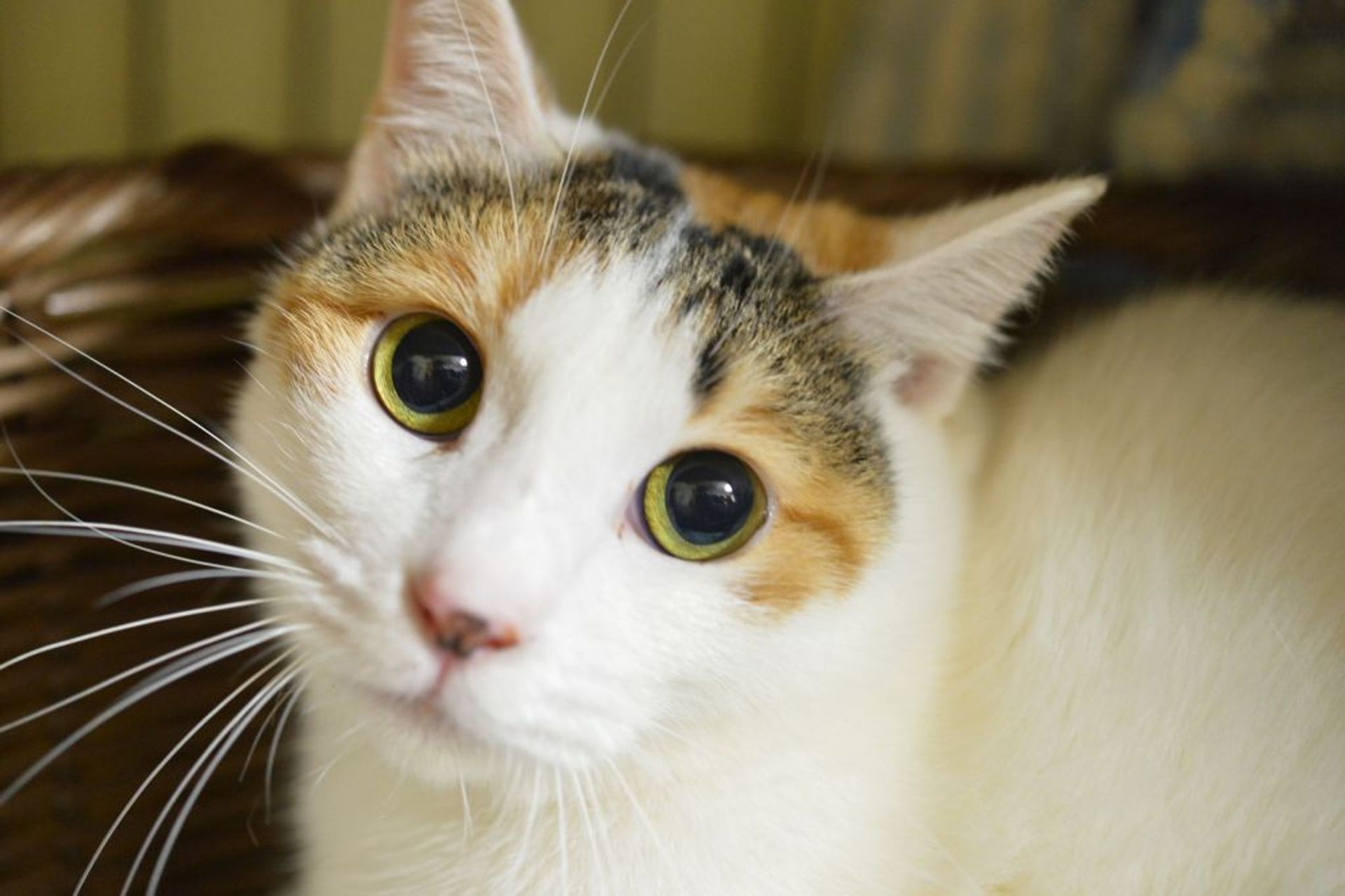 雑種（ミックス猫）・メスの里親募集の写真