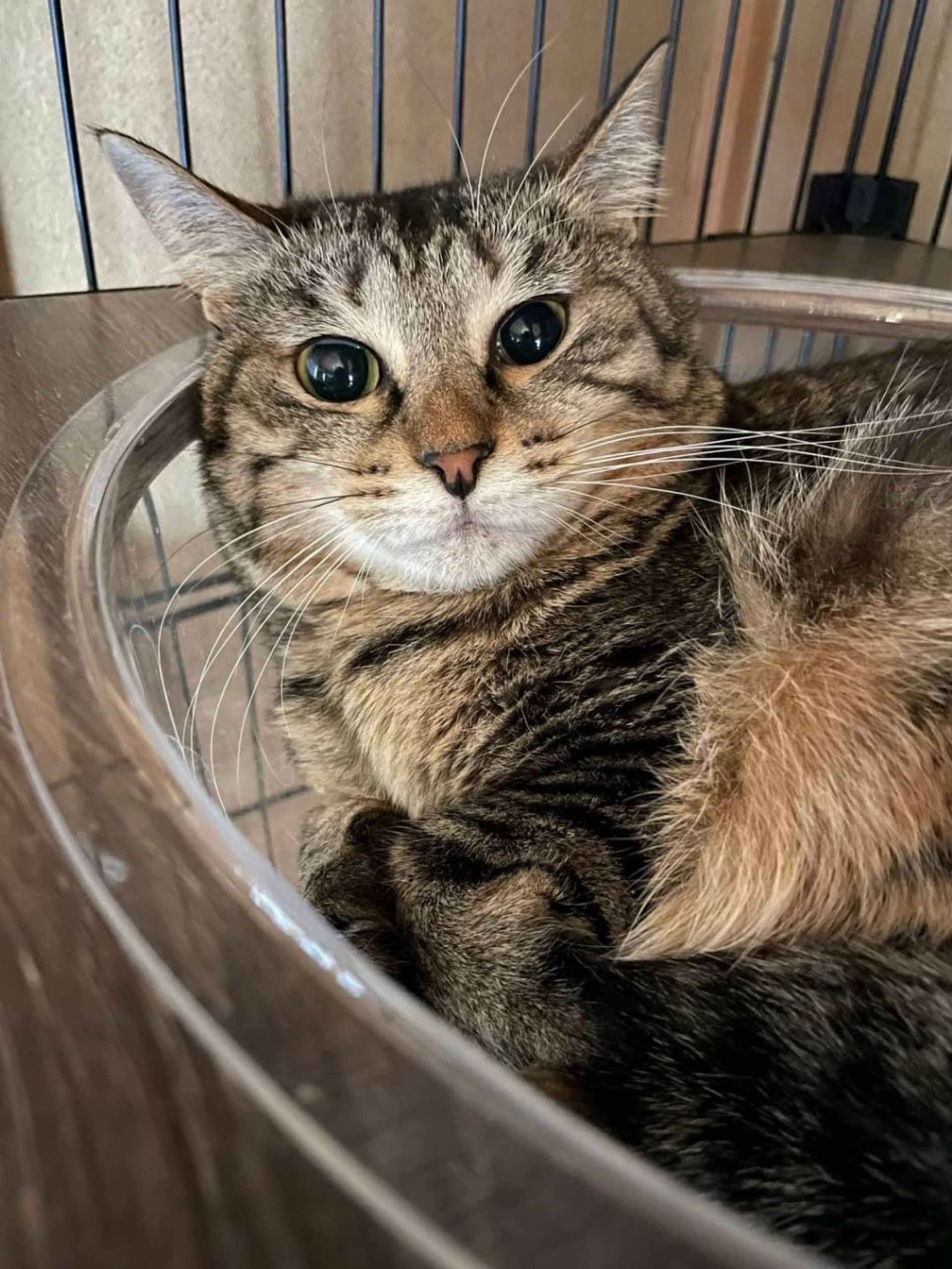 雑種（ミックス猫）・メスの里親募集の写真