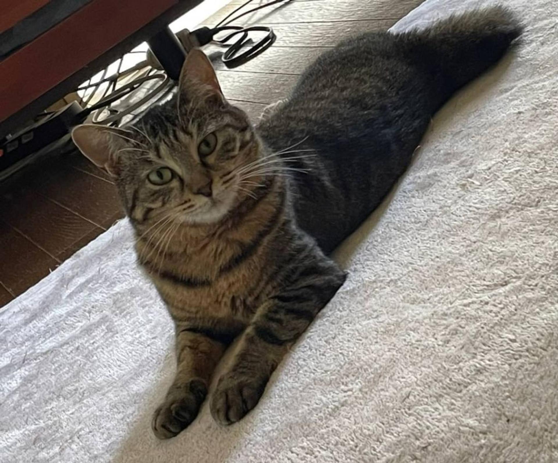 pet-image-2