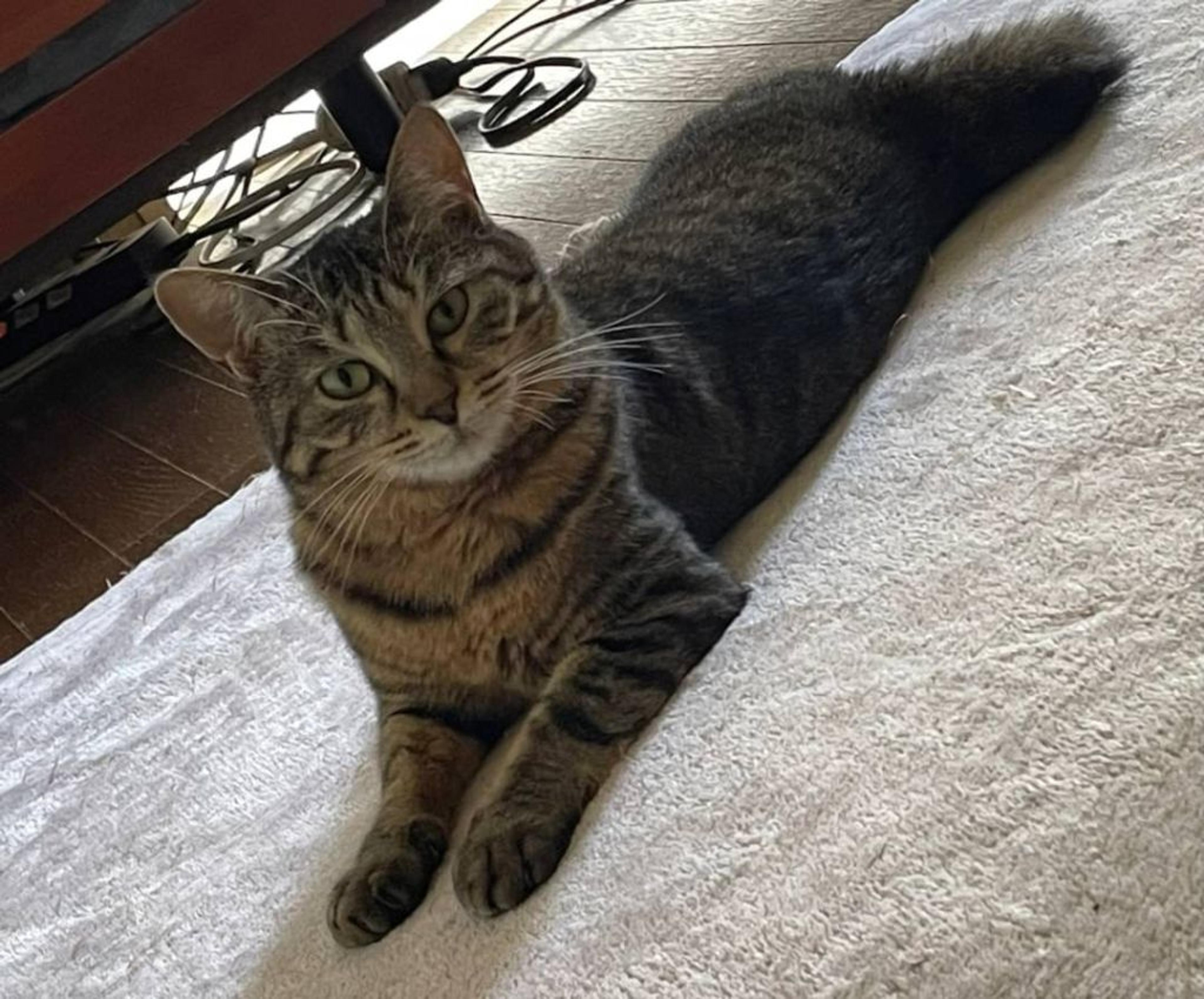 pet-image-2