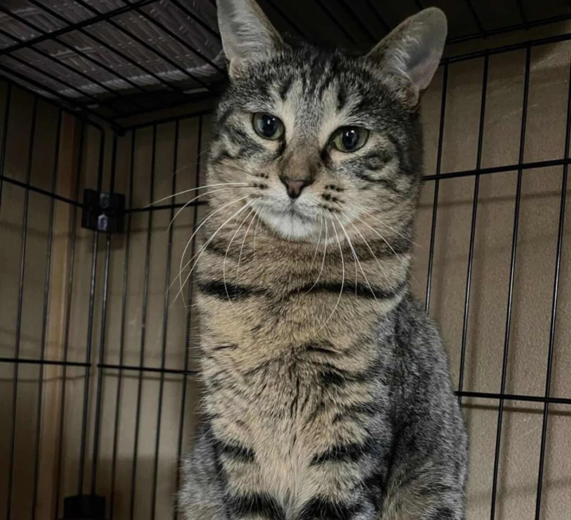 pet-image-5