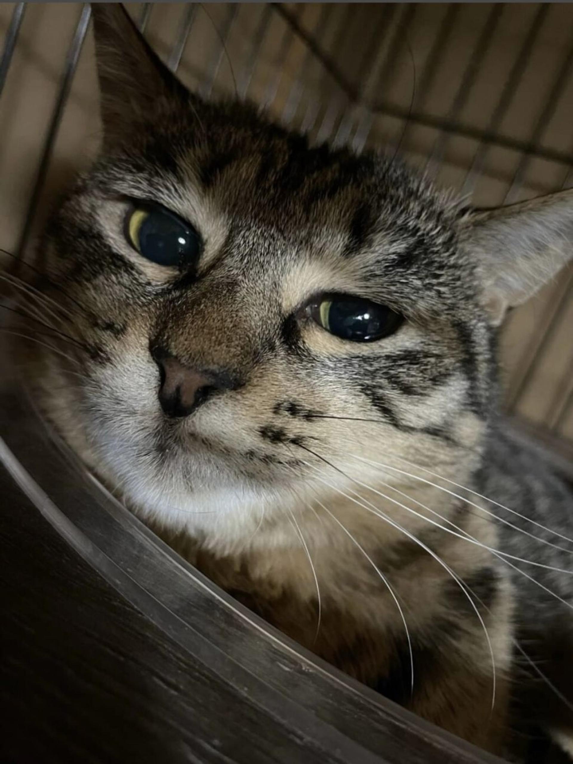 pet-image-6