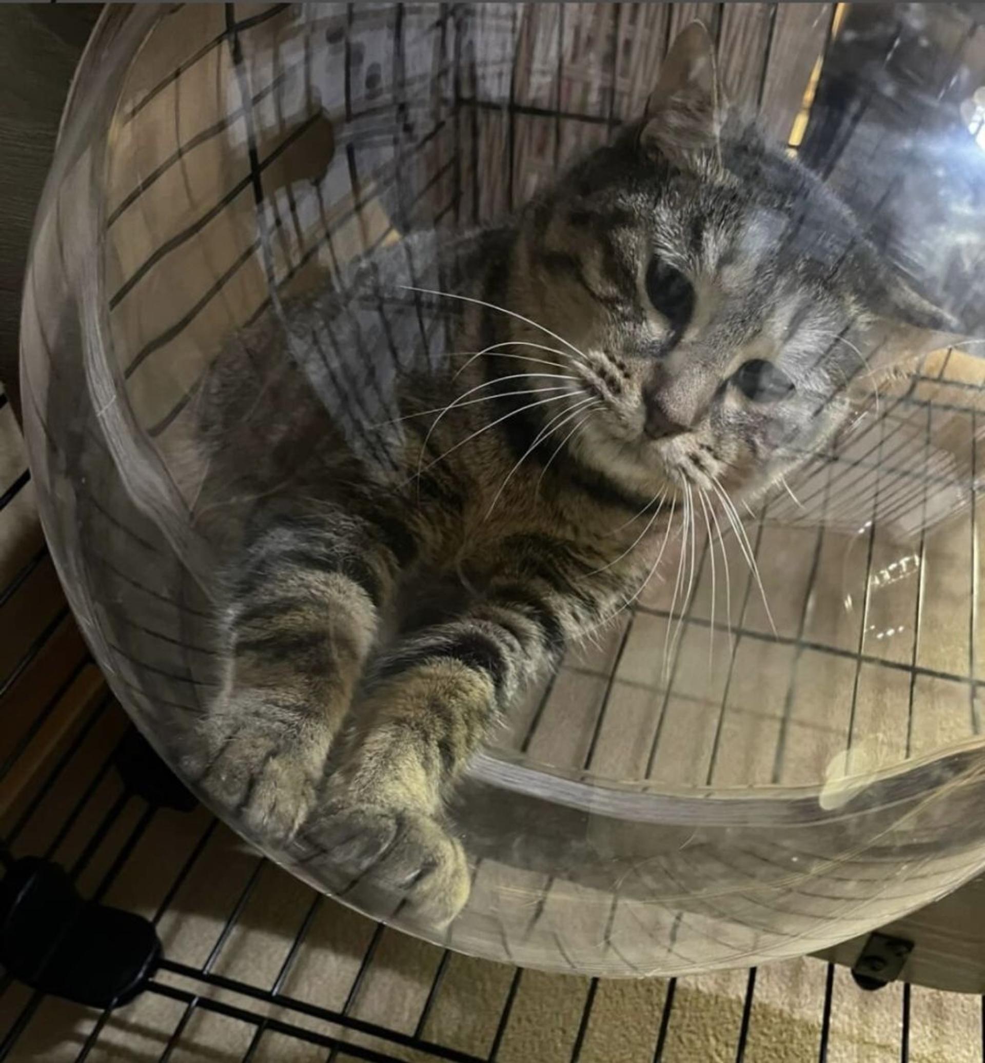 pet-image-7