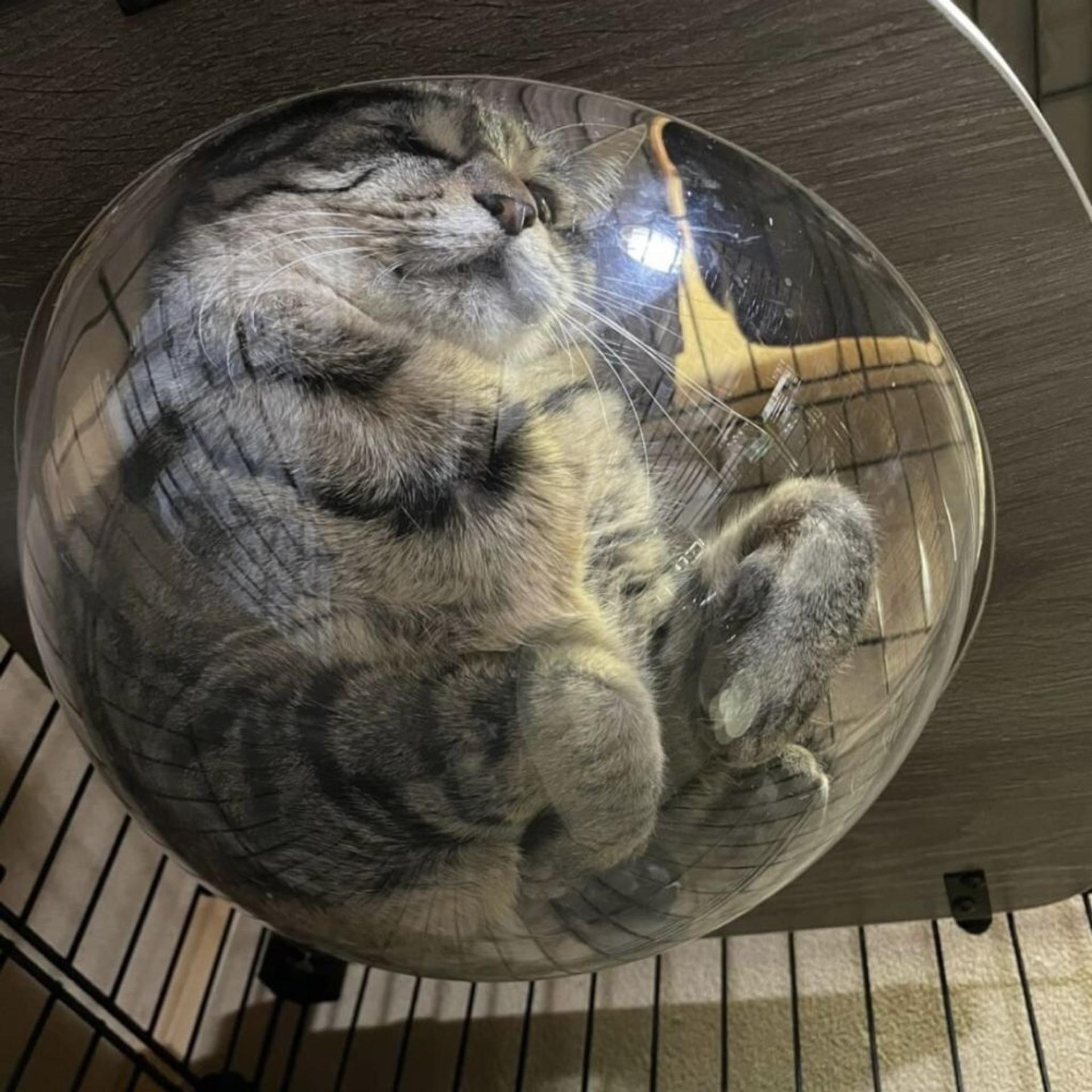 pet-image-8