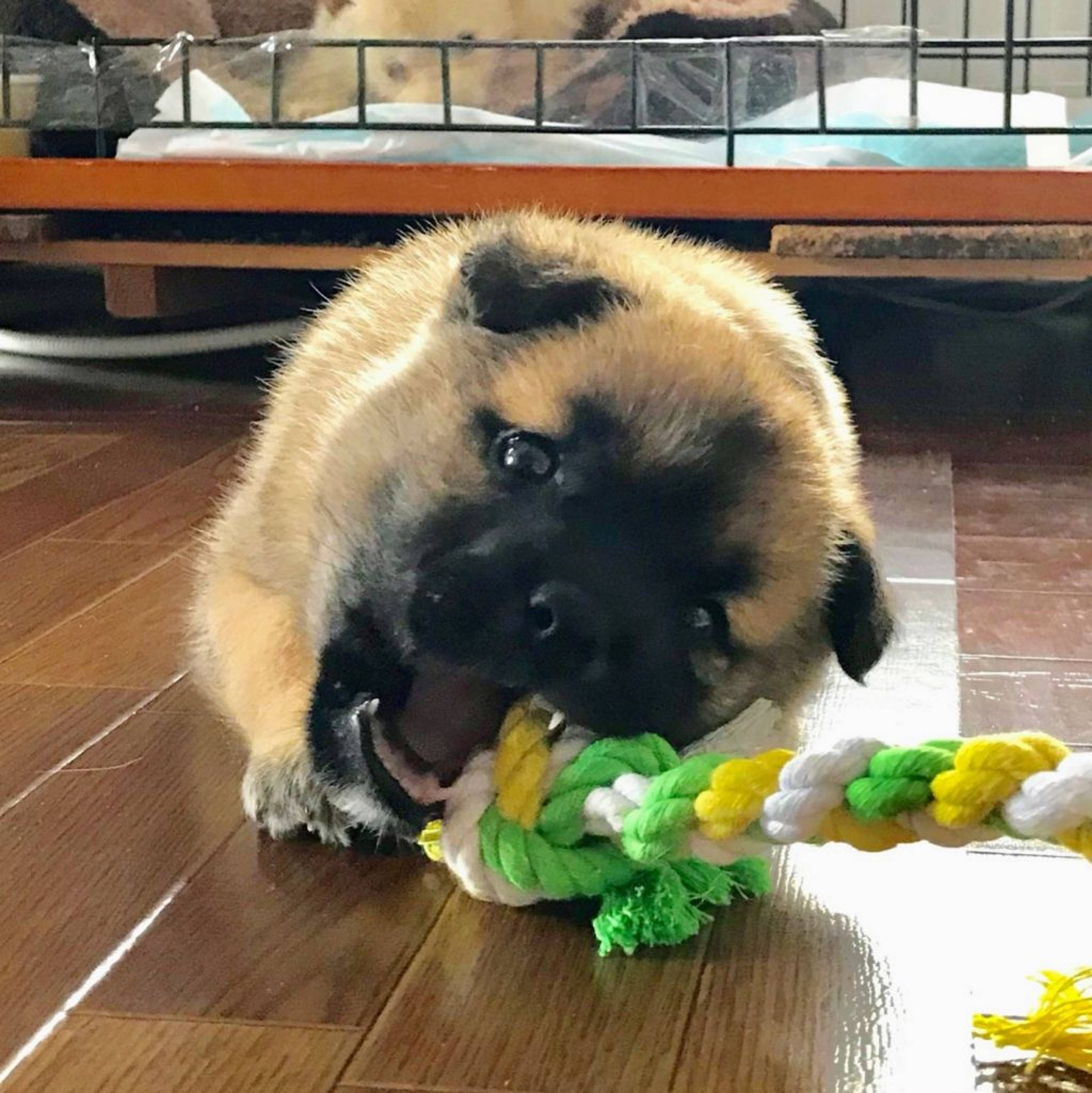 雑種（ミックス犬）・オスの里親募集の写真