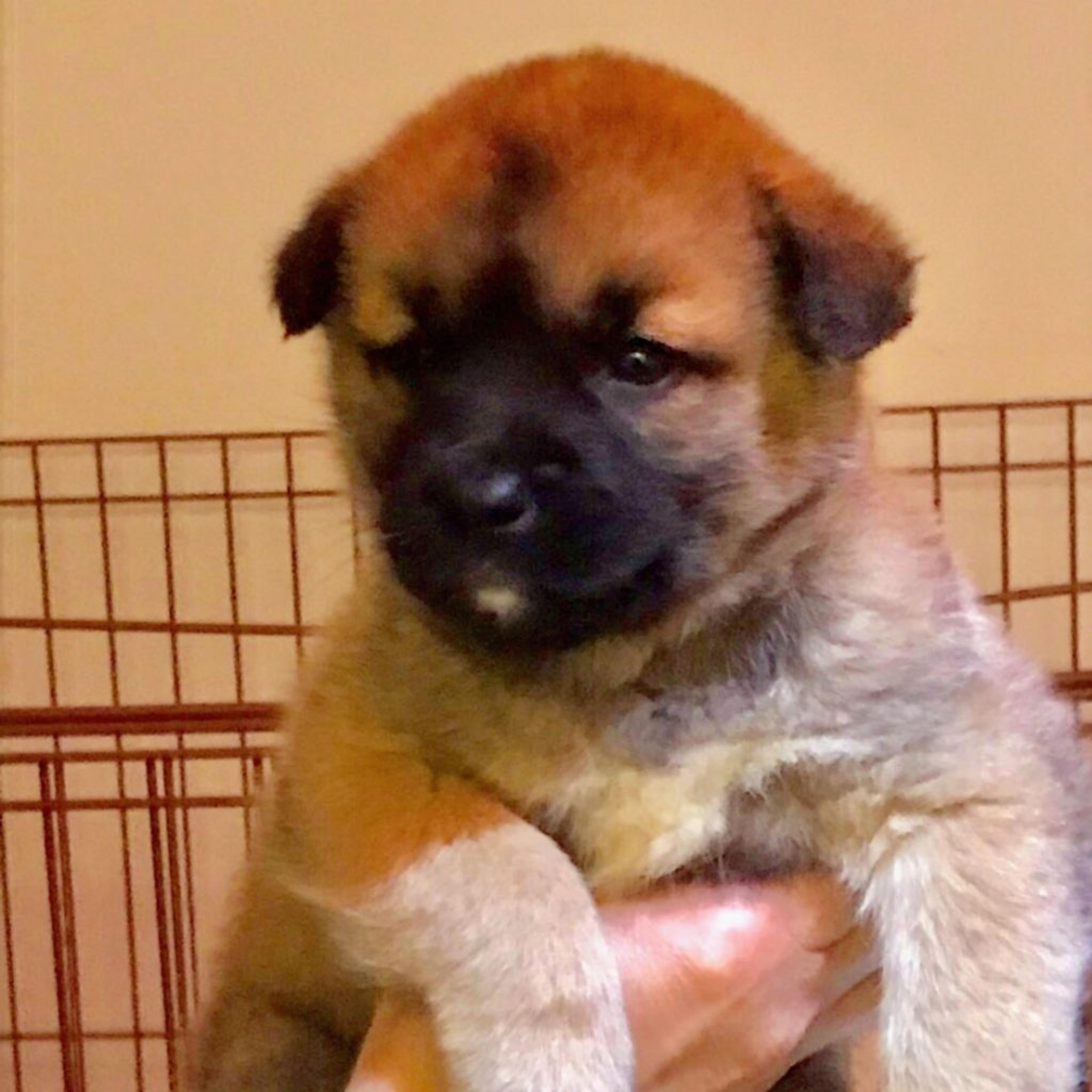 pet-image-2
