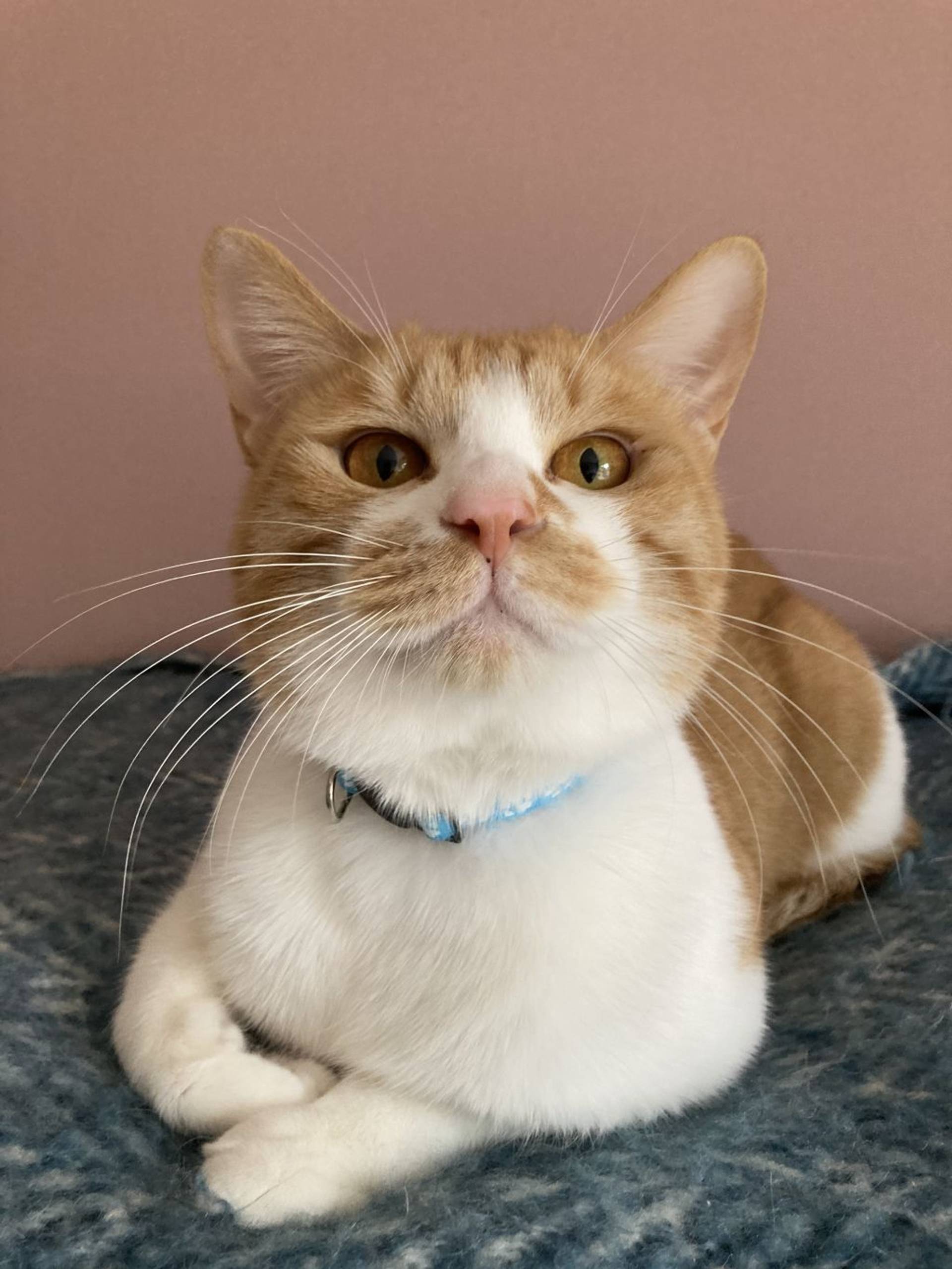 雑種（ミックス猫）・オスの里親募集の写真