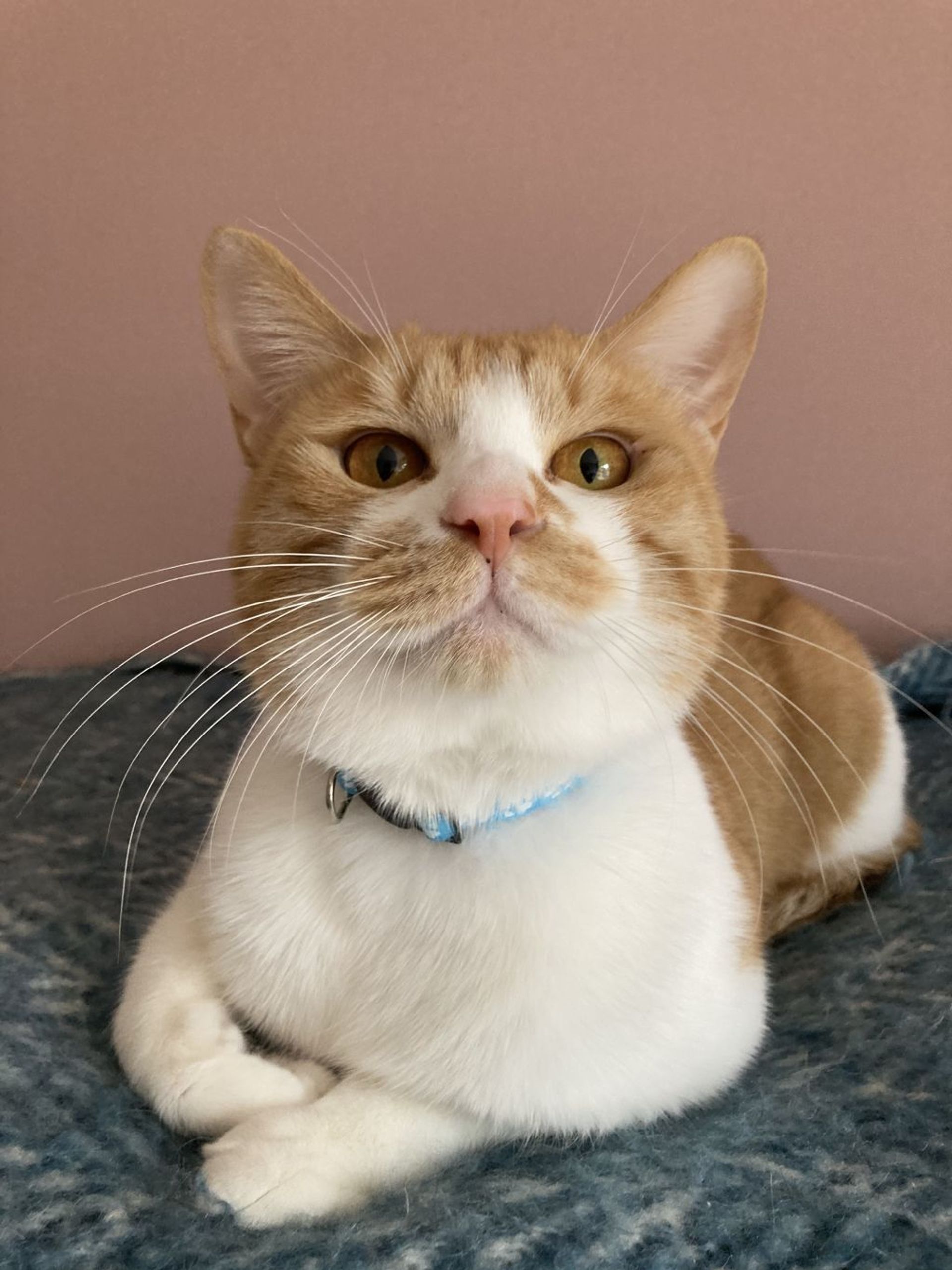 雑種（ミックス猫）・オスの里親募集の写真