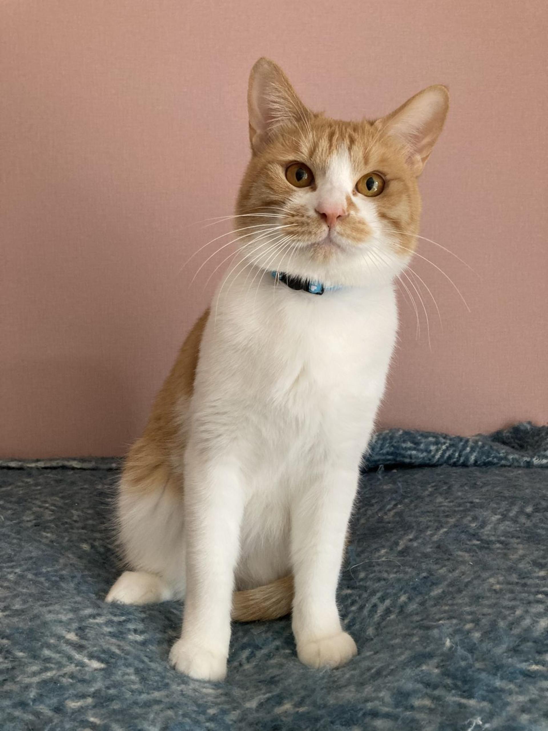 pet-image-3