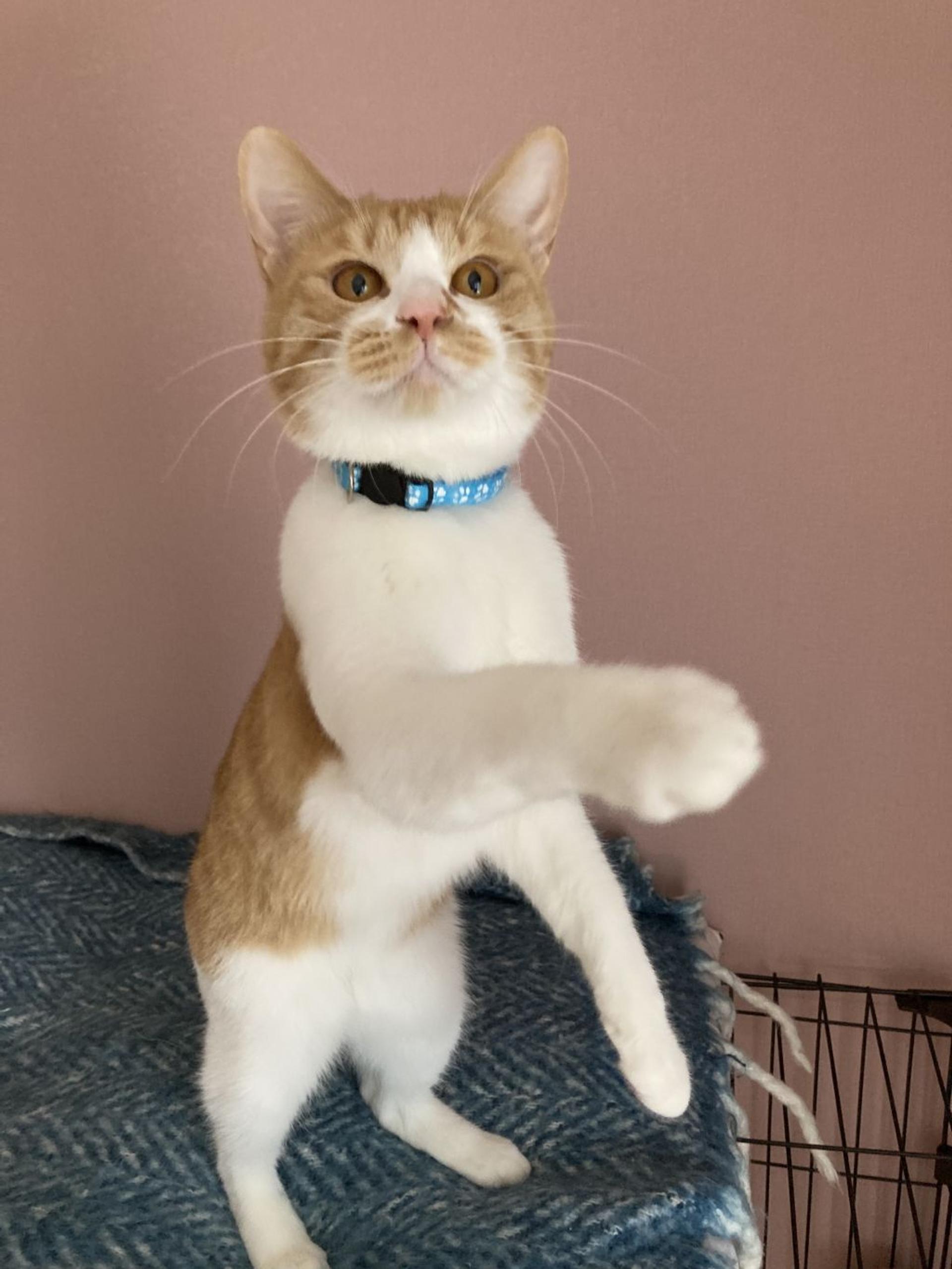 pet-image-7