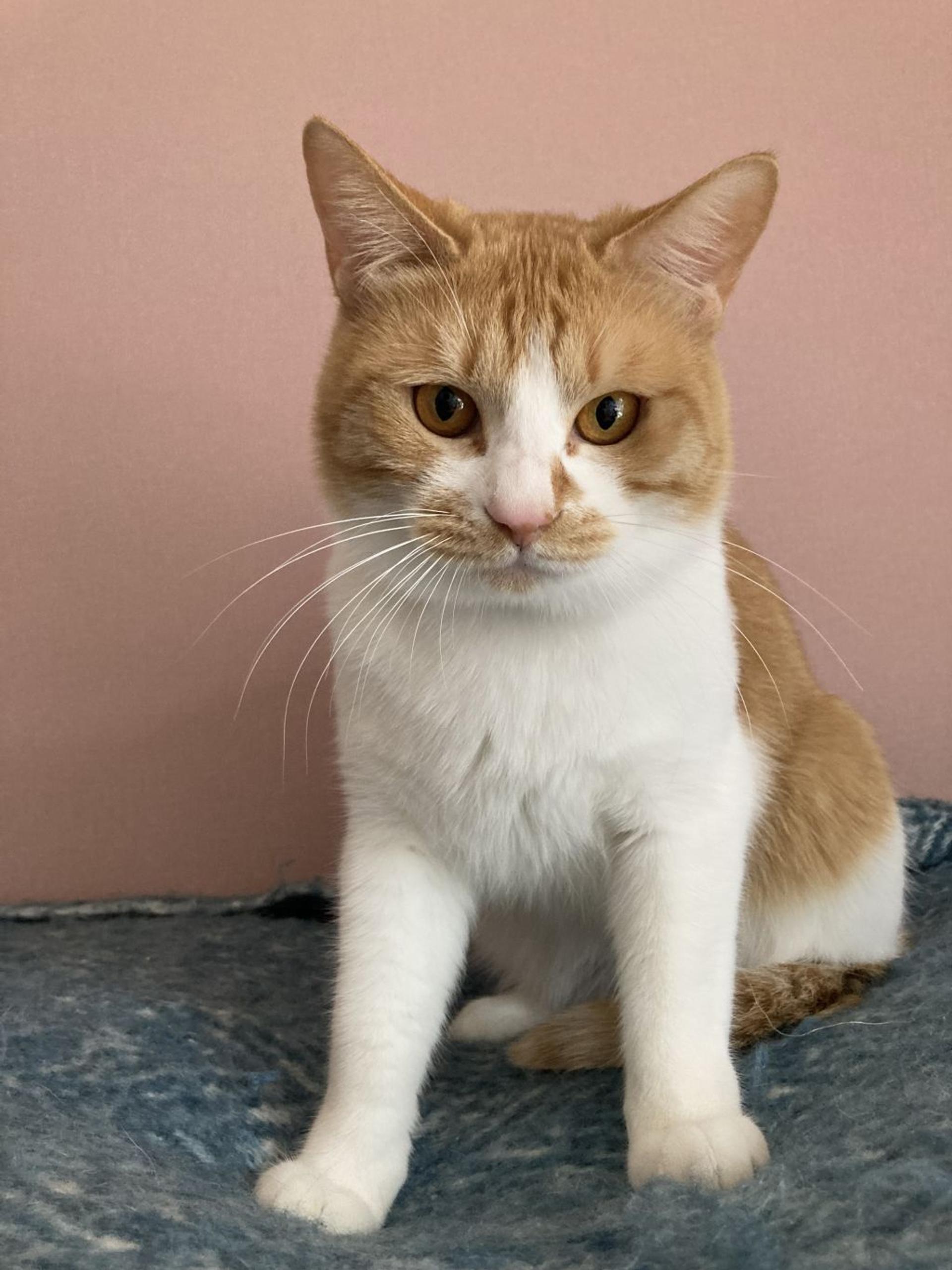pet-image-9
