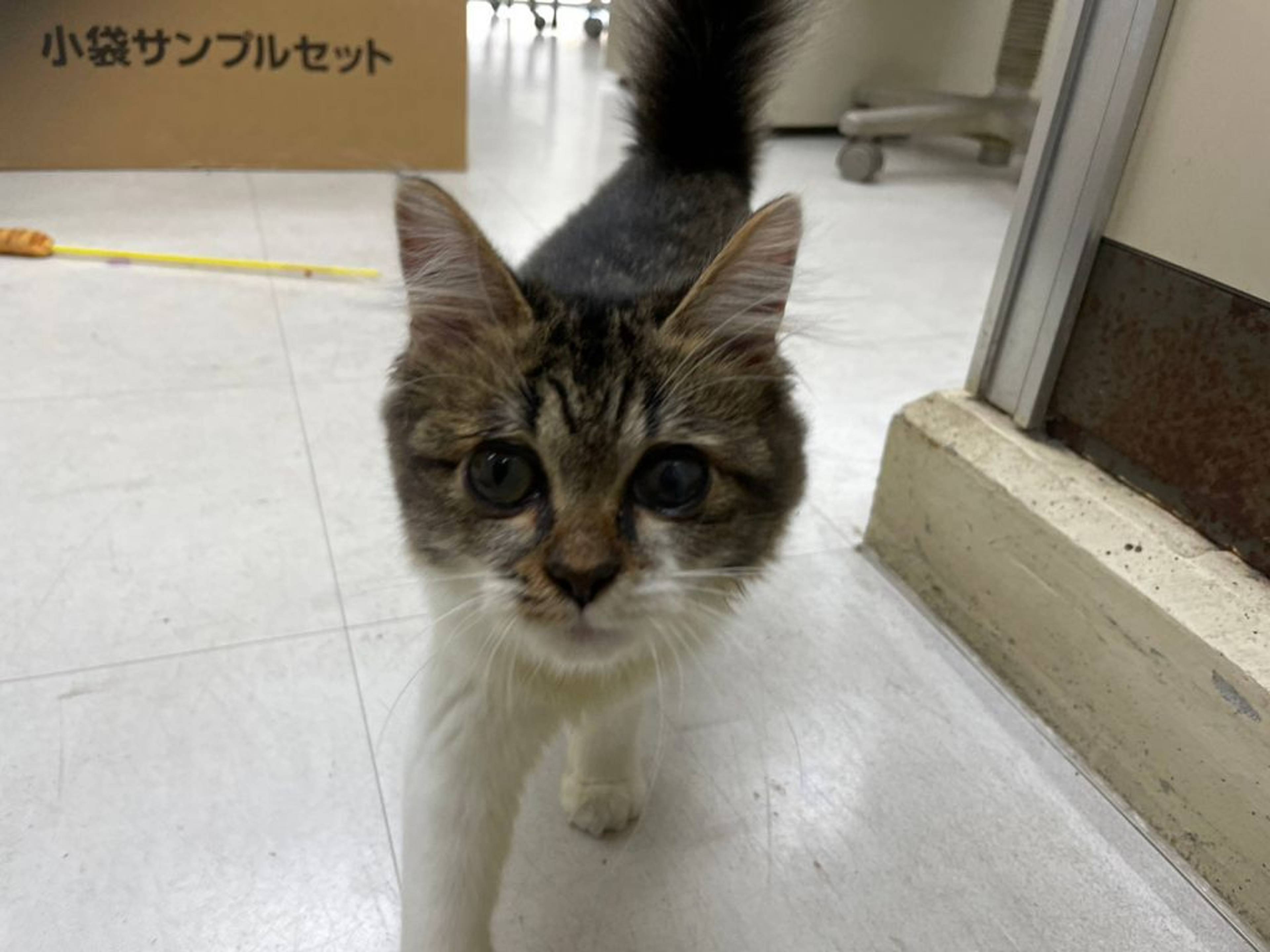 雑種（ミックス猫）・メスの里親募集の写真