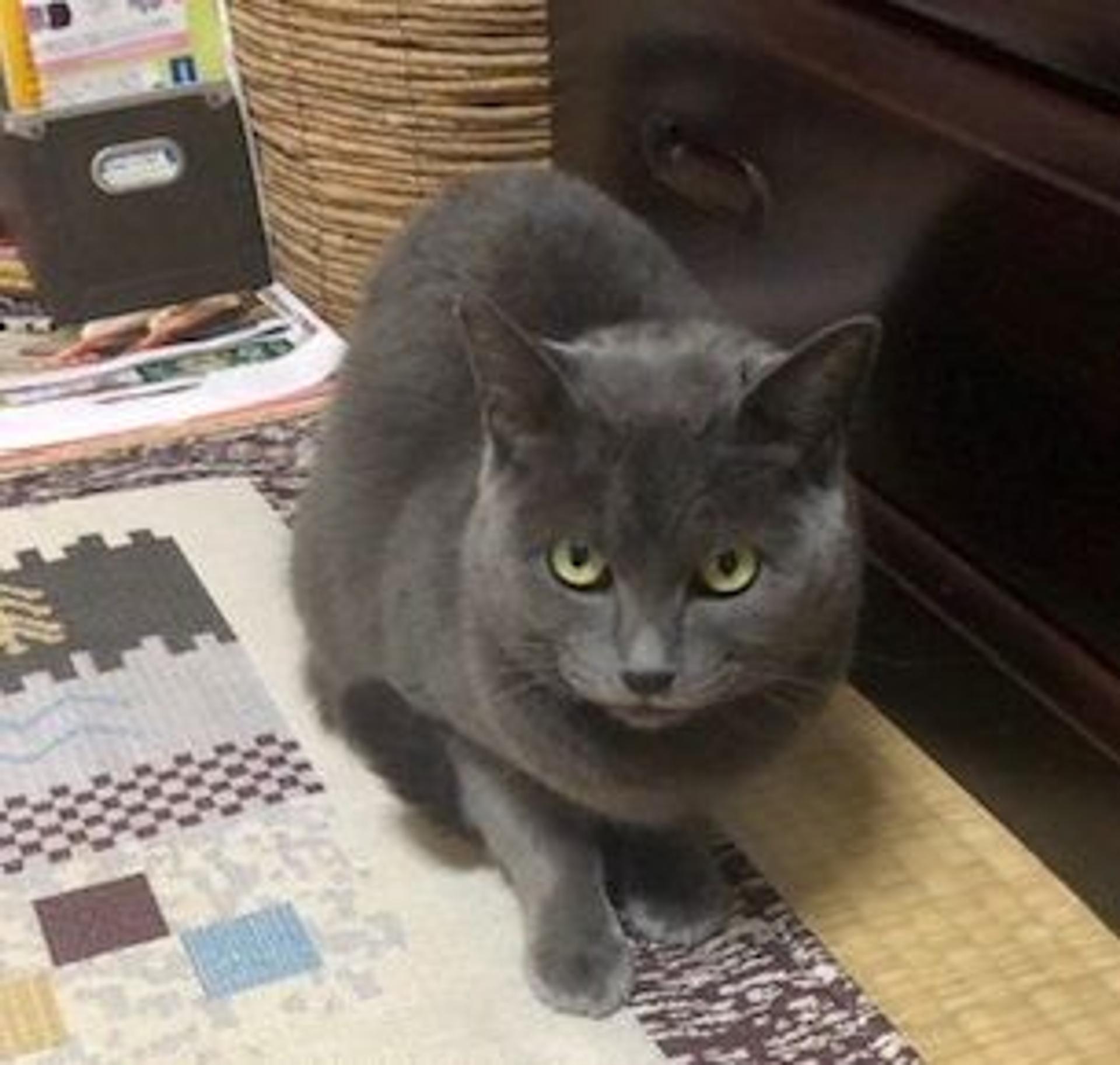 pet-image-3