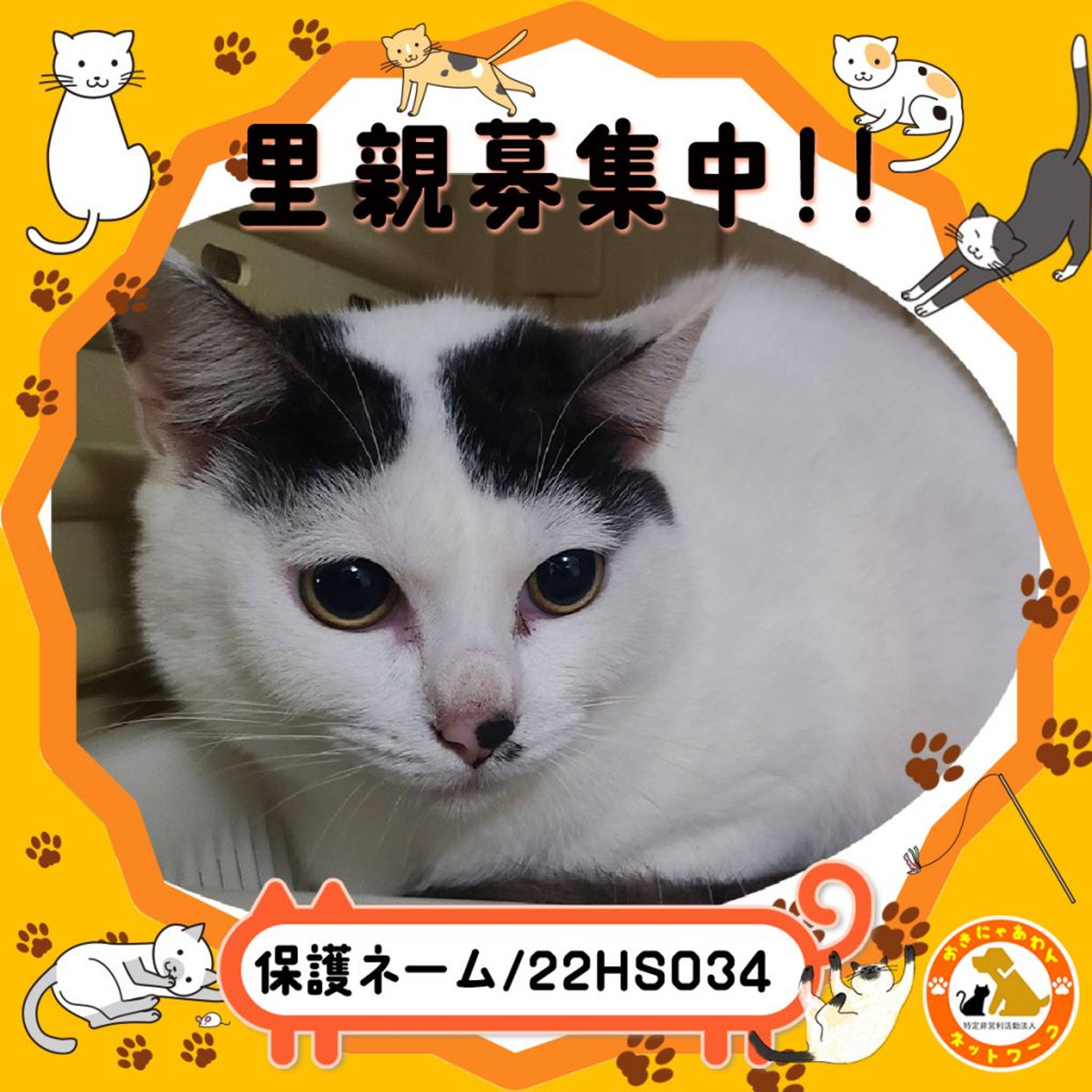雑種（ミックス猫）・メスの里親募集の写真
