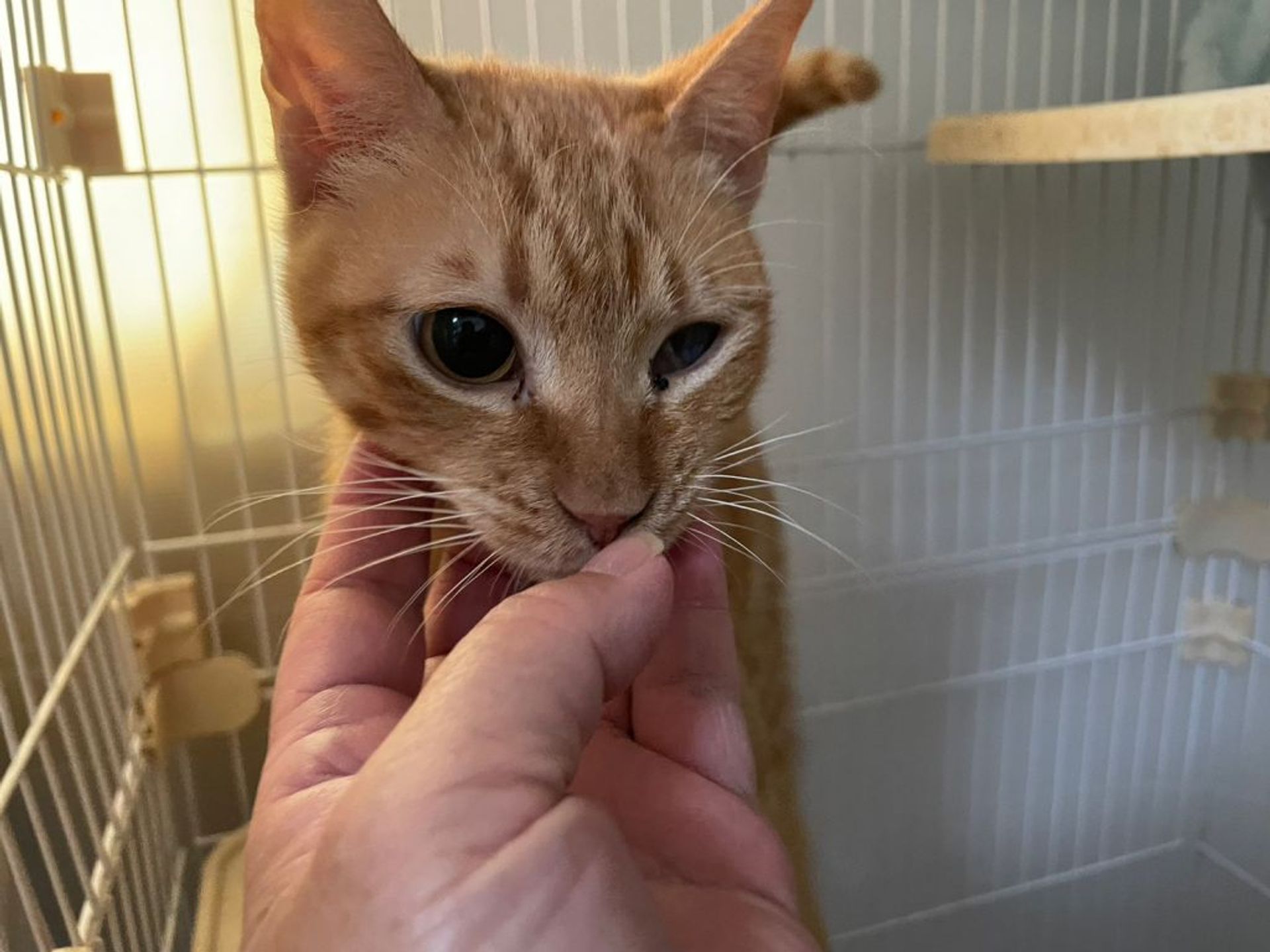 雑種（ミックス猫）・オスの里親募集の写真