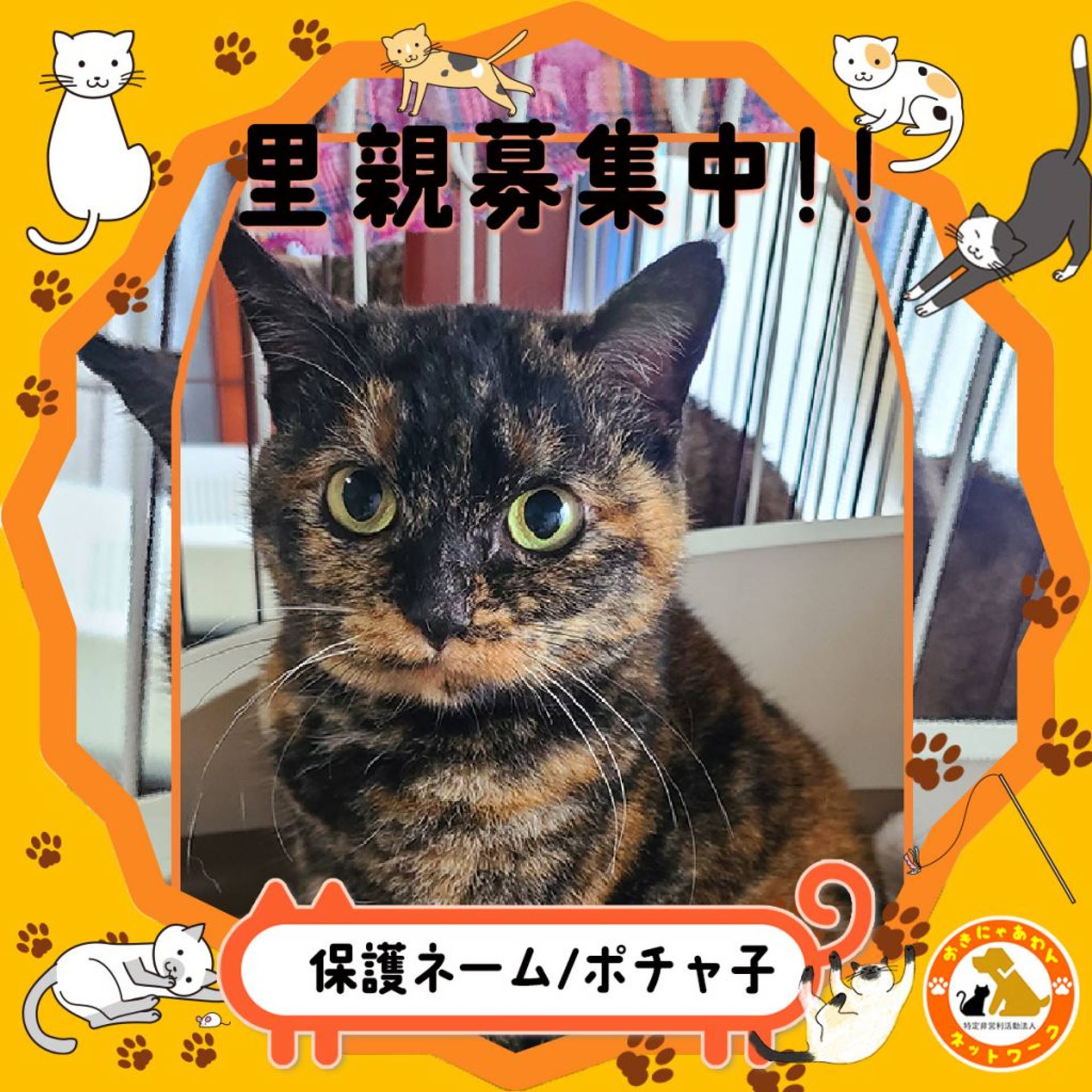 雑種（ミックス猫）・メスの里親募集の写真