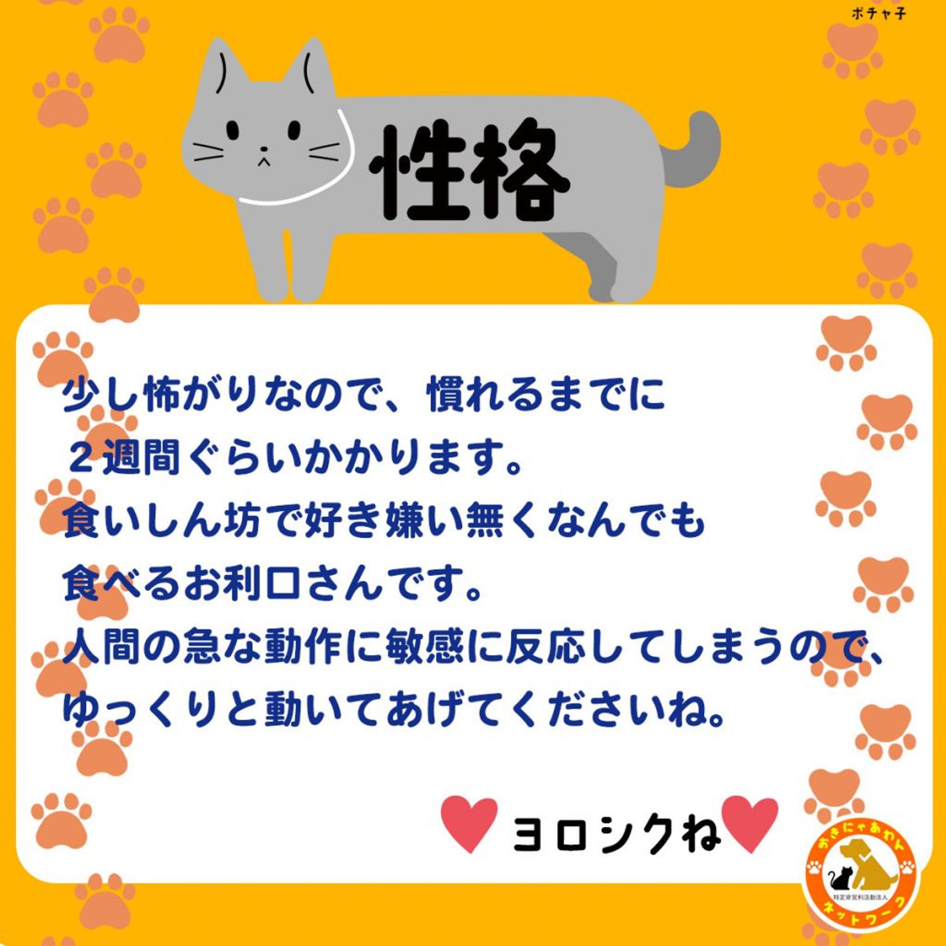 pet-image-3