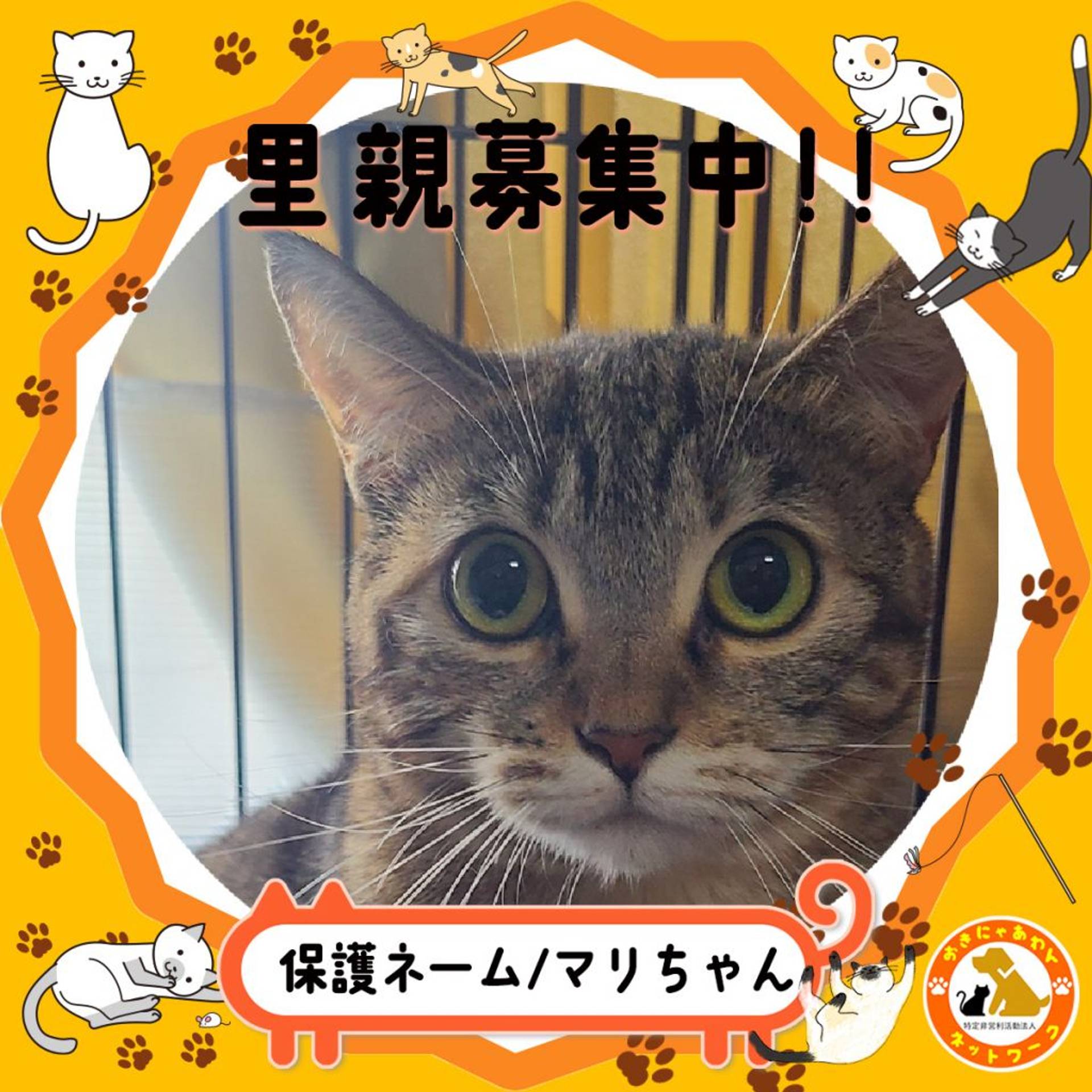 雑種（ミックス猫）・メスの里親募集の写真