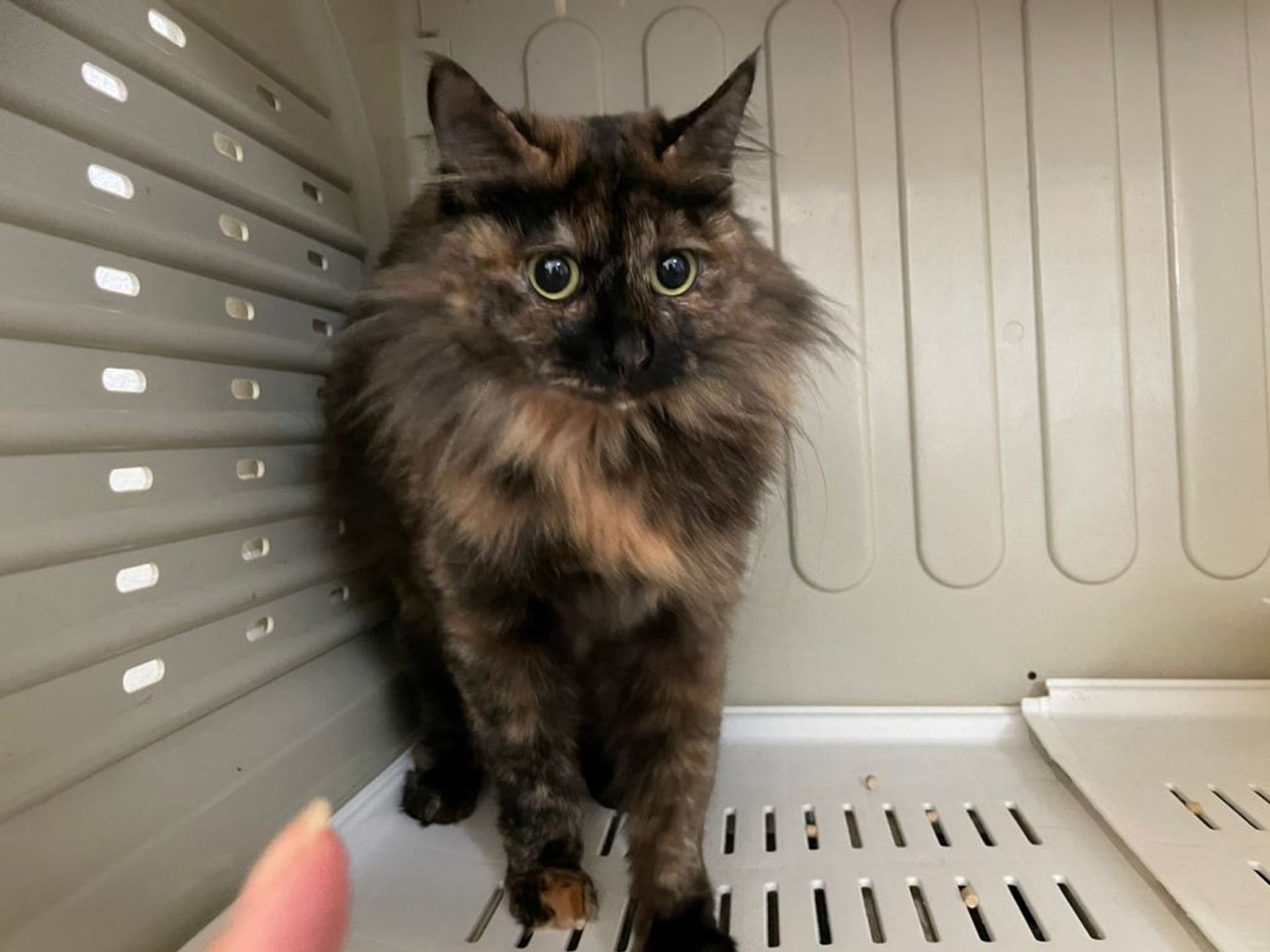 雑種（ミックス猫）・メスの里親募集の写真
