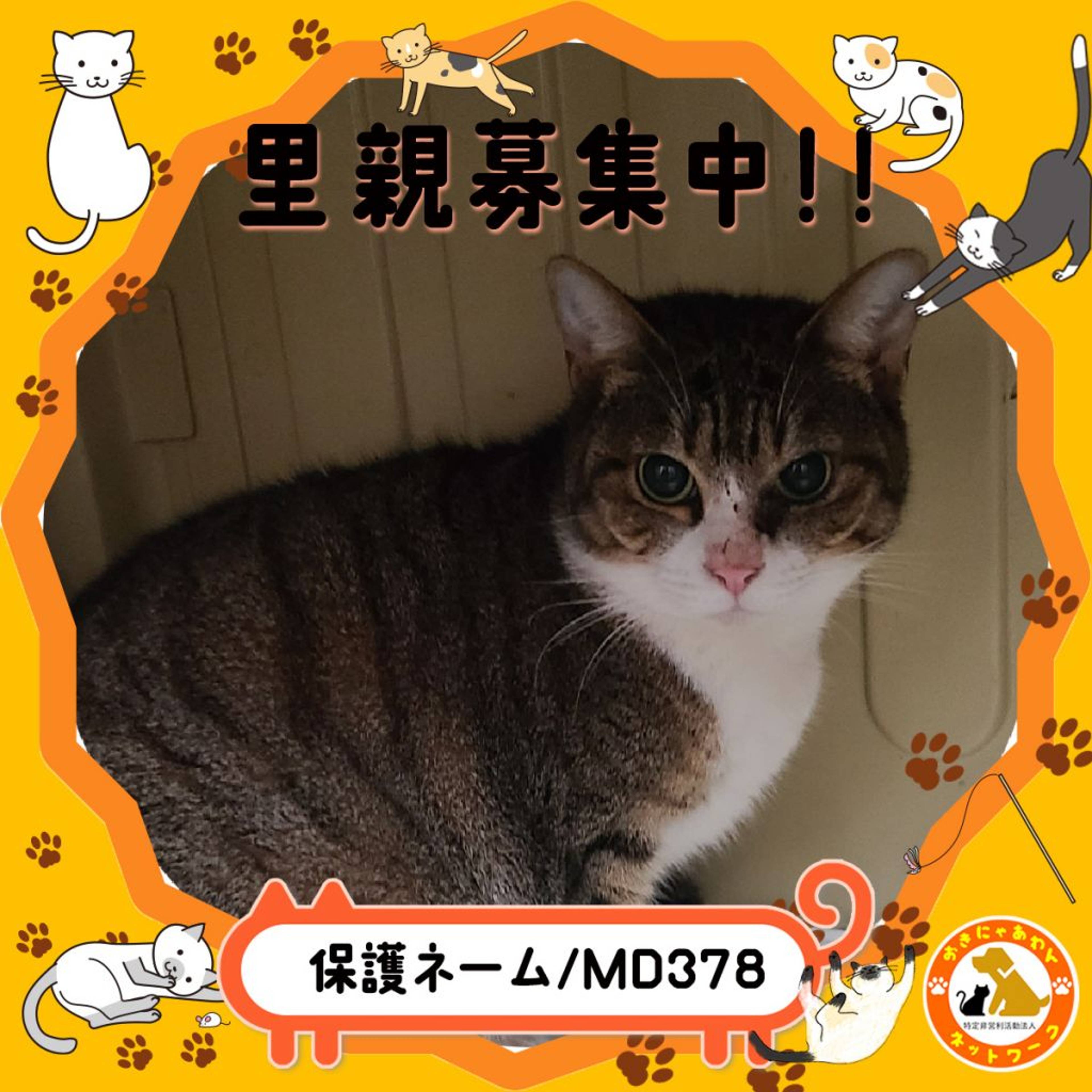 雑種（ミックス猫）・メスの里親募集の写真