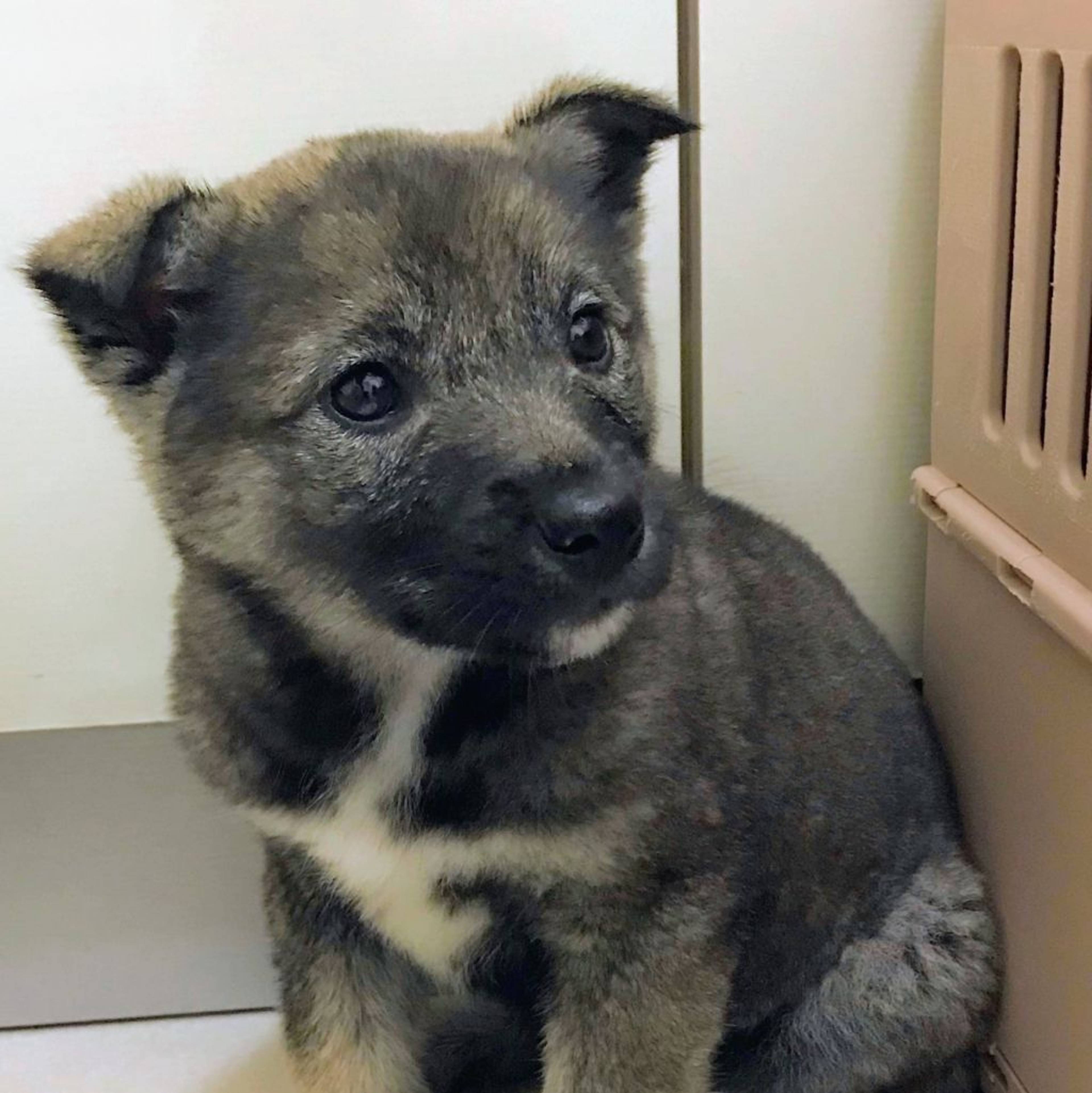 雑種（ミックス犬）・メスの里親募集の写真