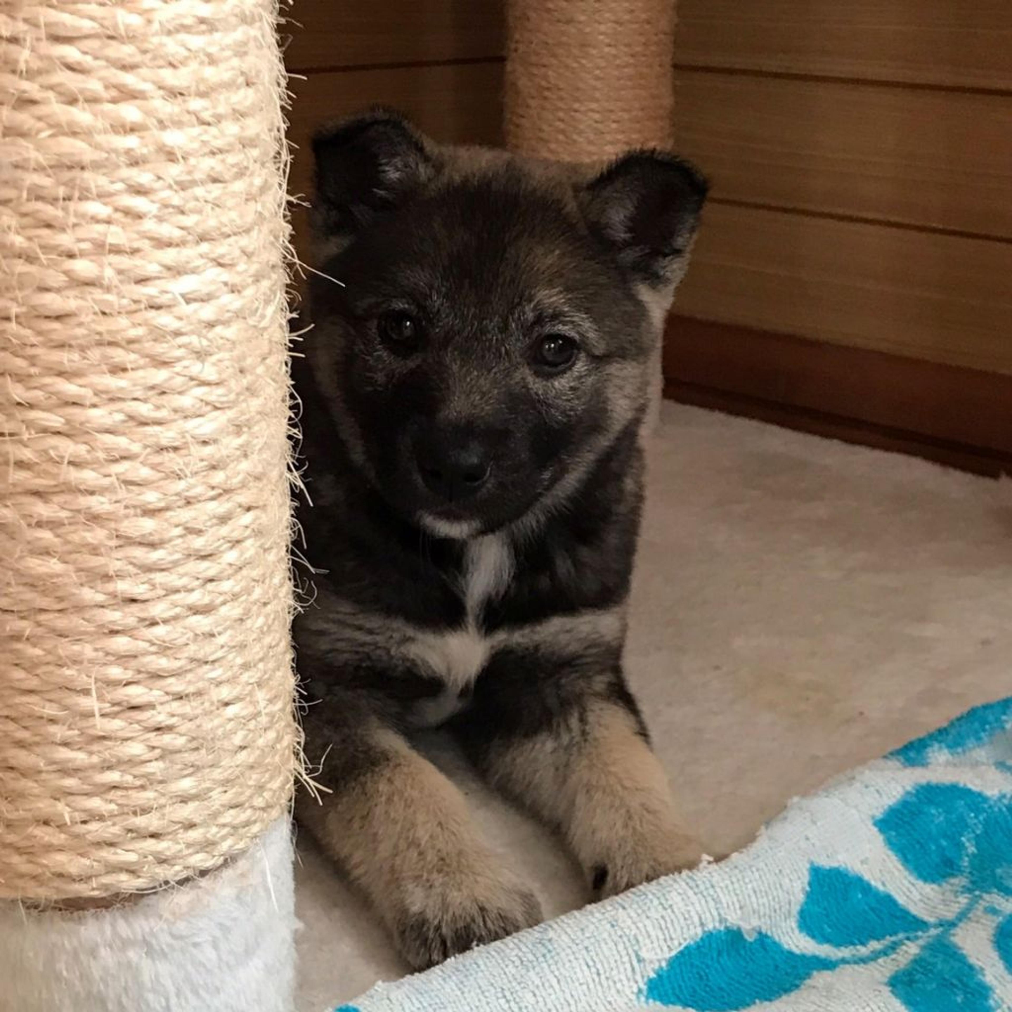 pet-image-3