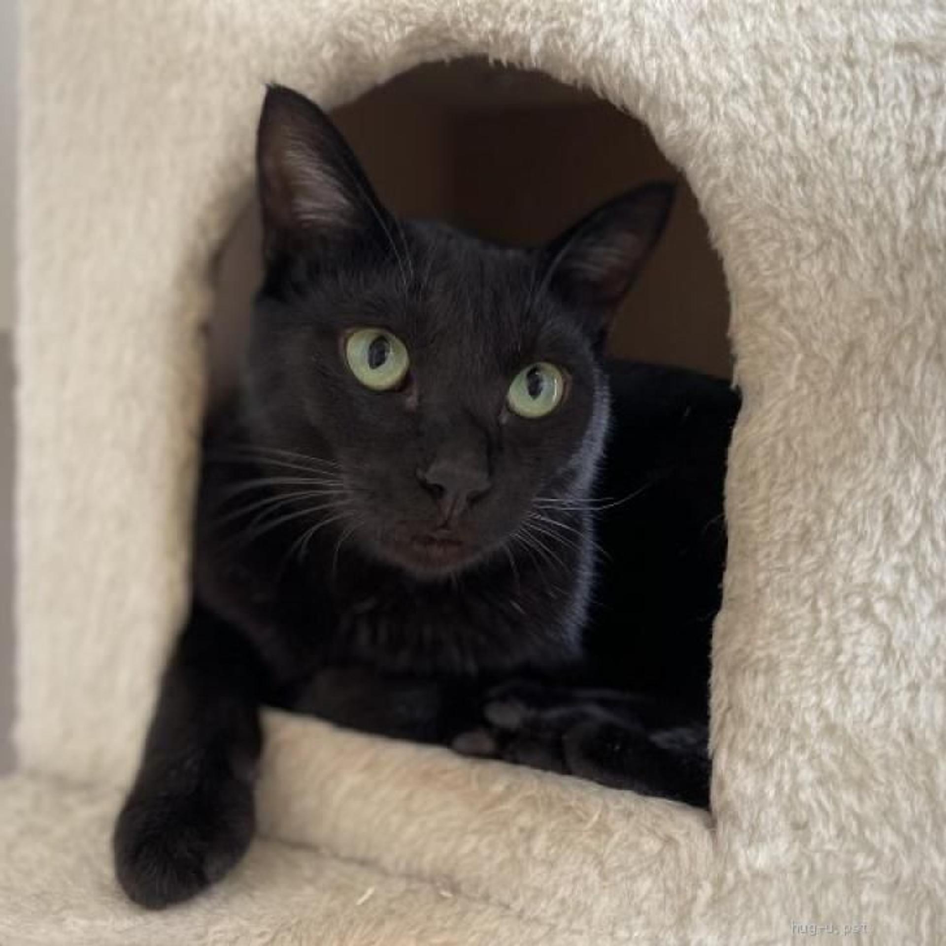 pet-image-4