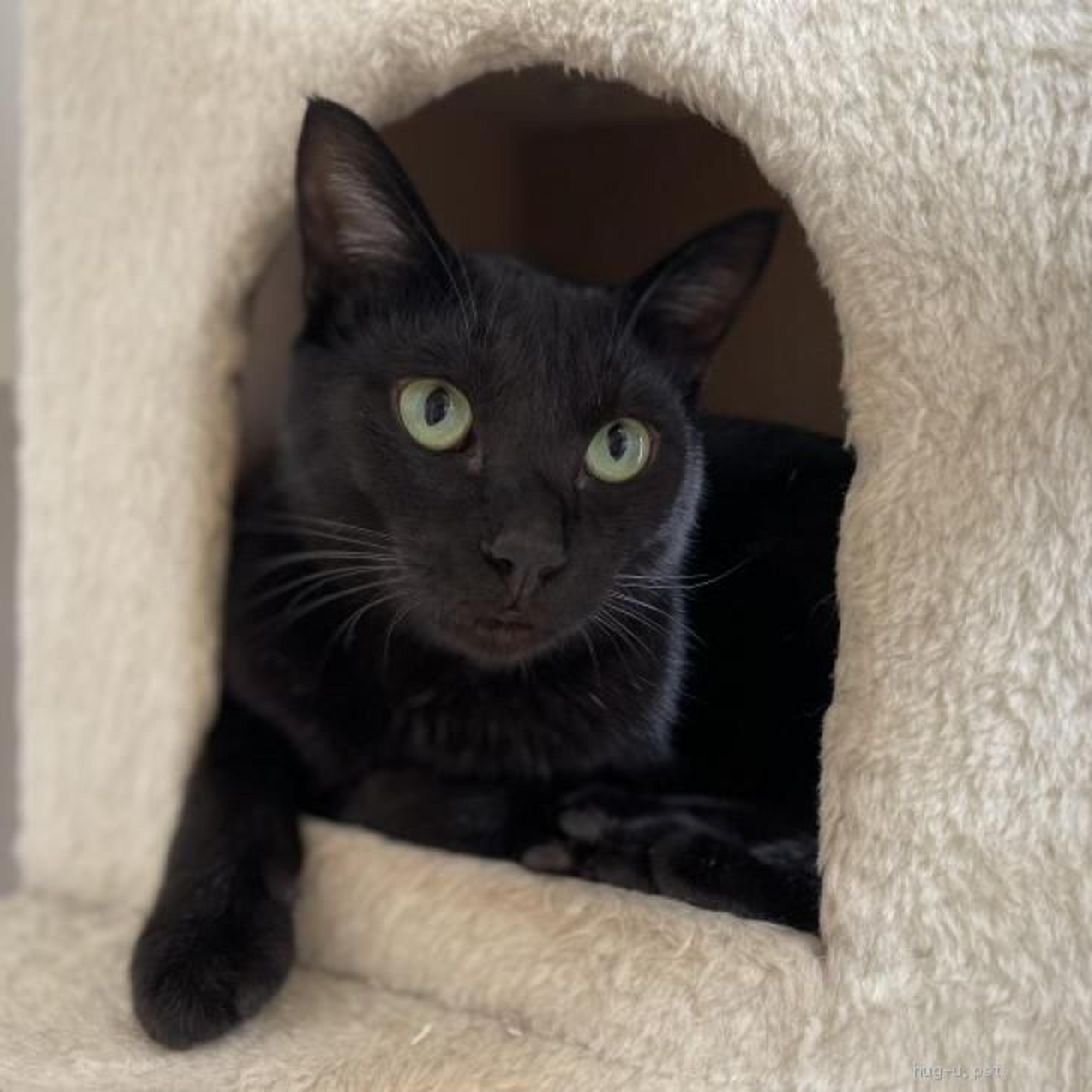 pet-image-4