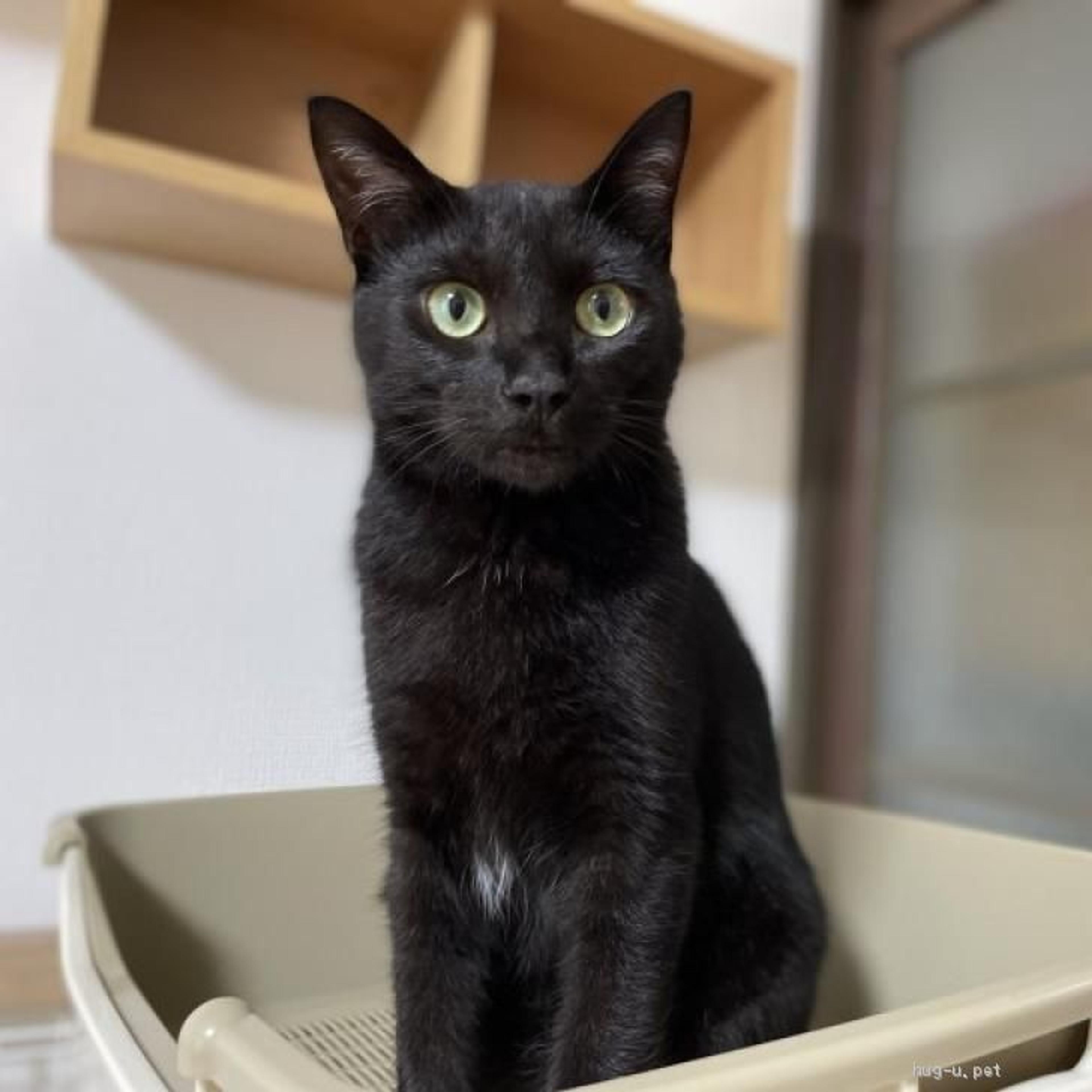 pet-image-5