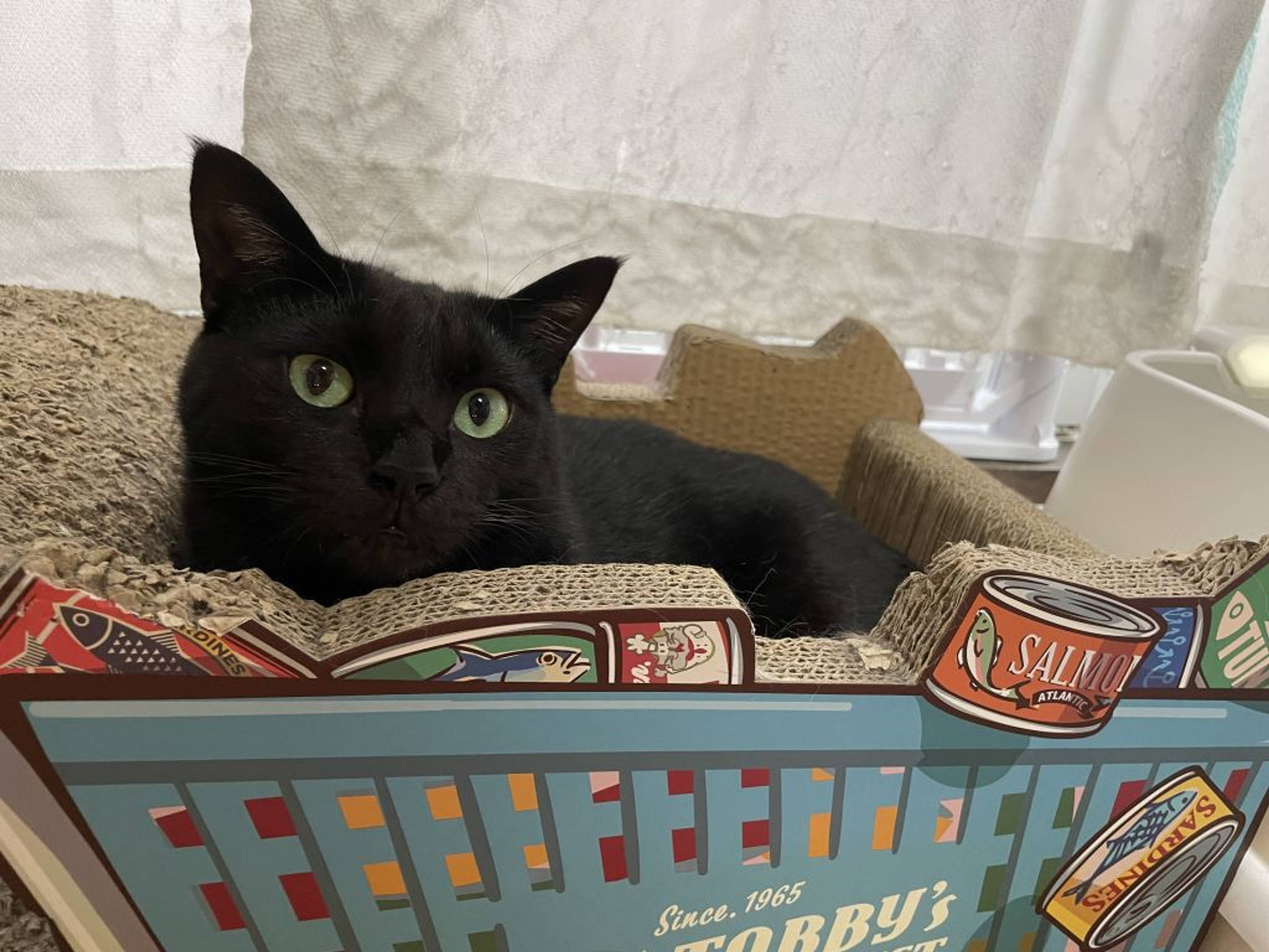 雑種（ミックス猫）・オスの里親募集の写真