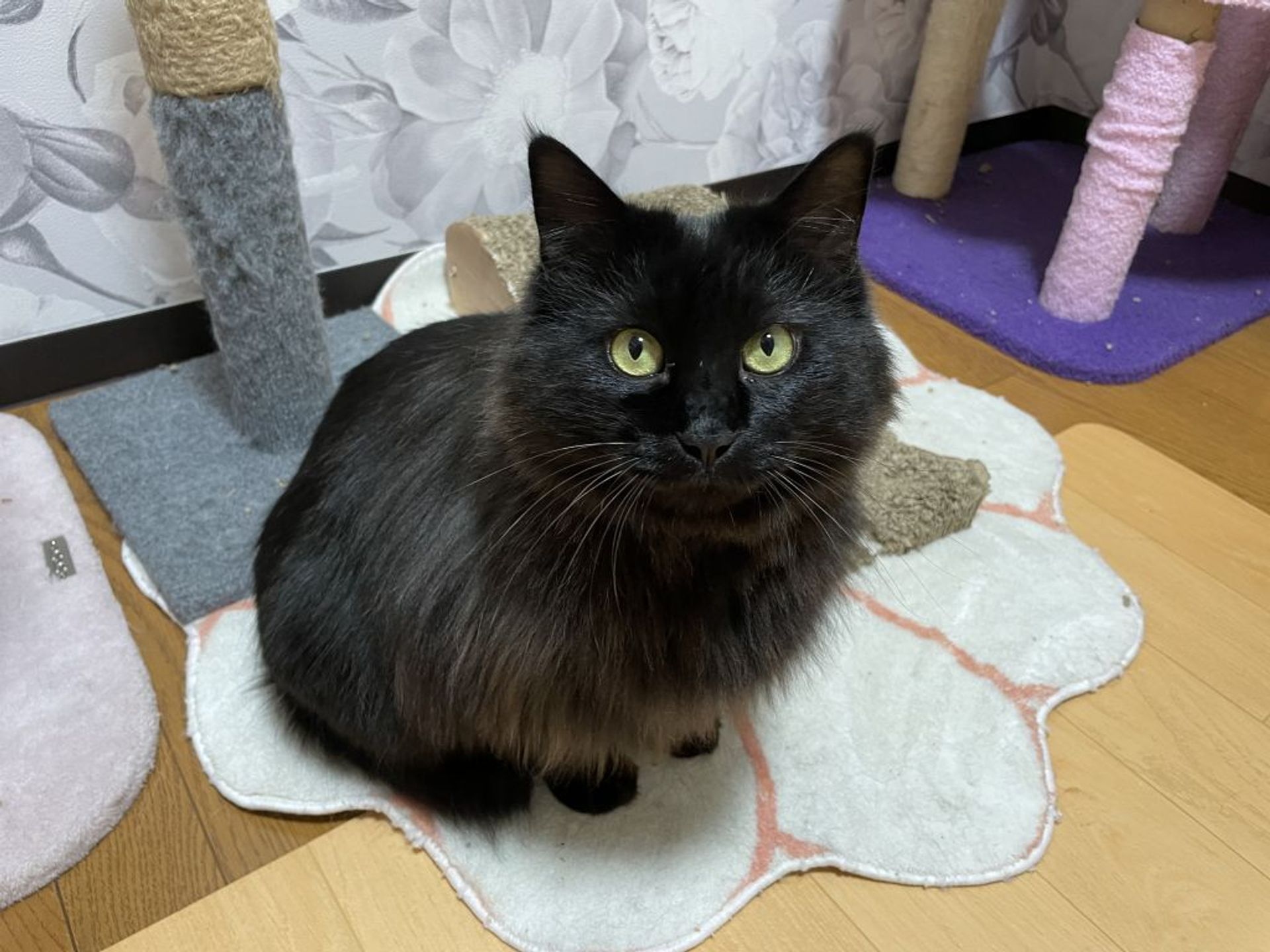 雑種（ミックス猫）・オスの里親募集の写真