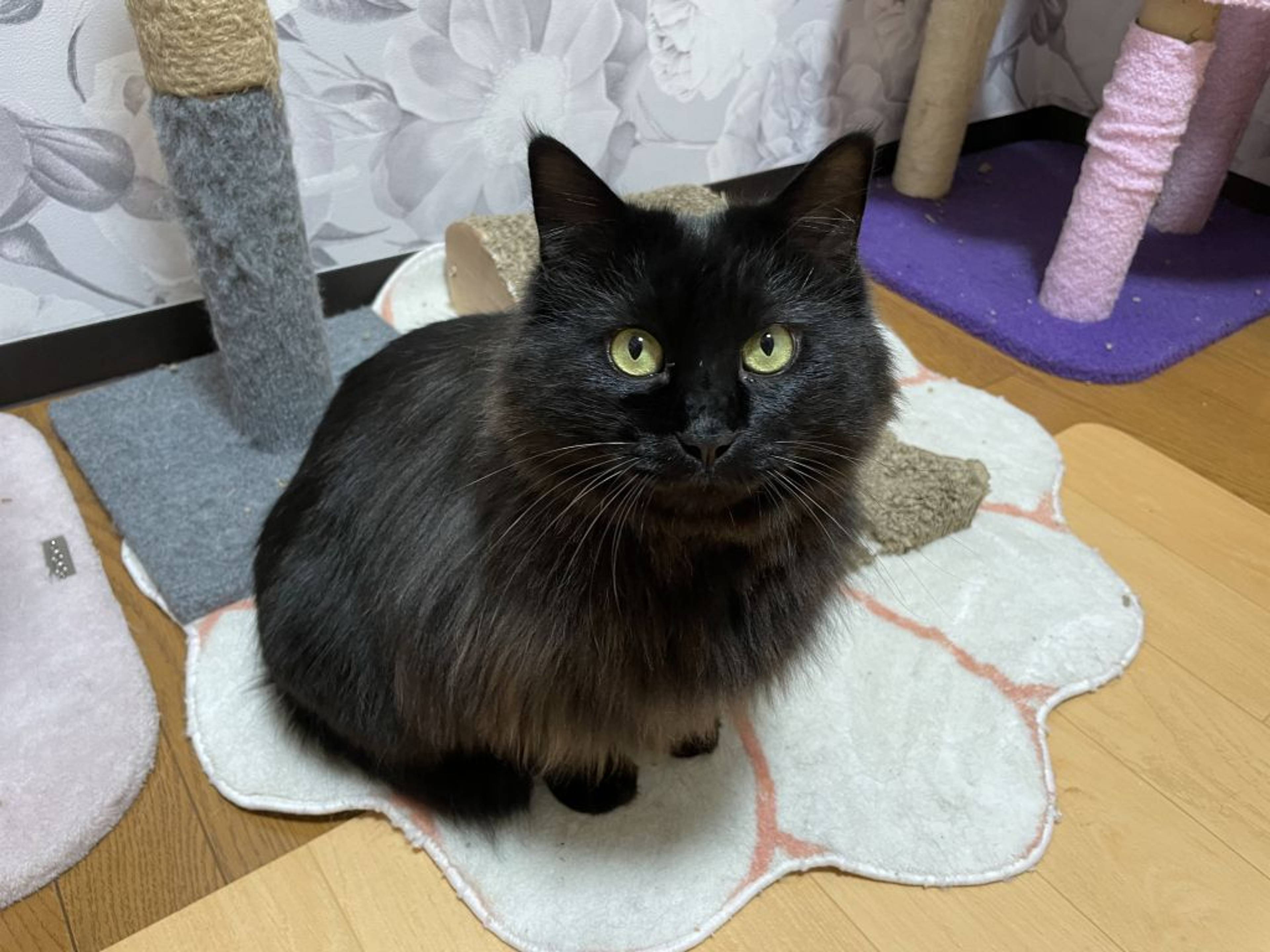 雑種（ミックス猫）・オスの里親募集の写真