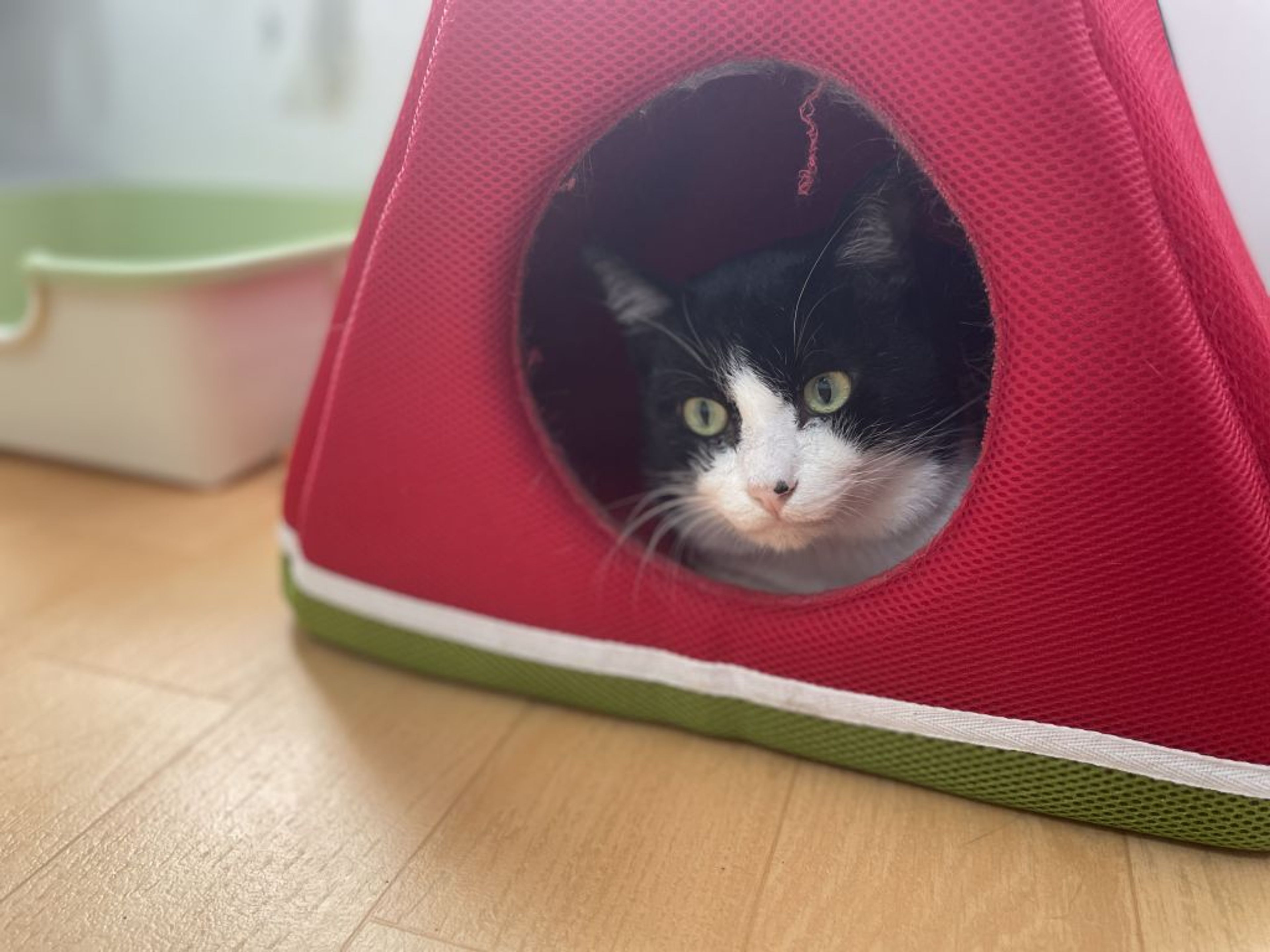pet-image-6