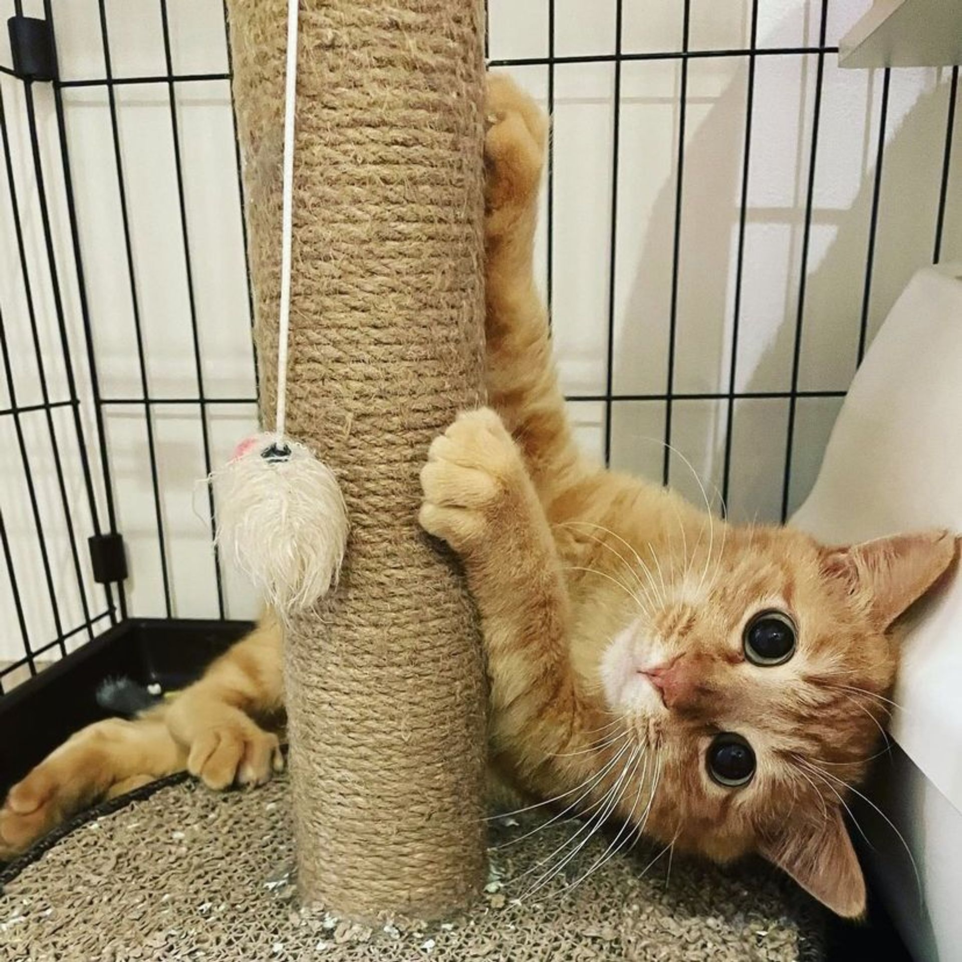 雑種（ミックス猫）・オスの里親募集の写真