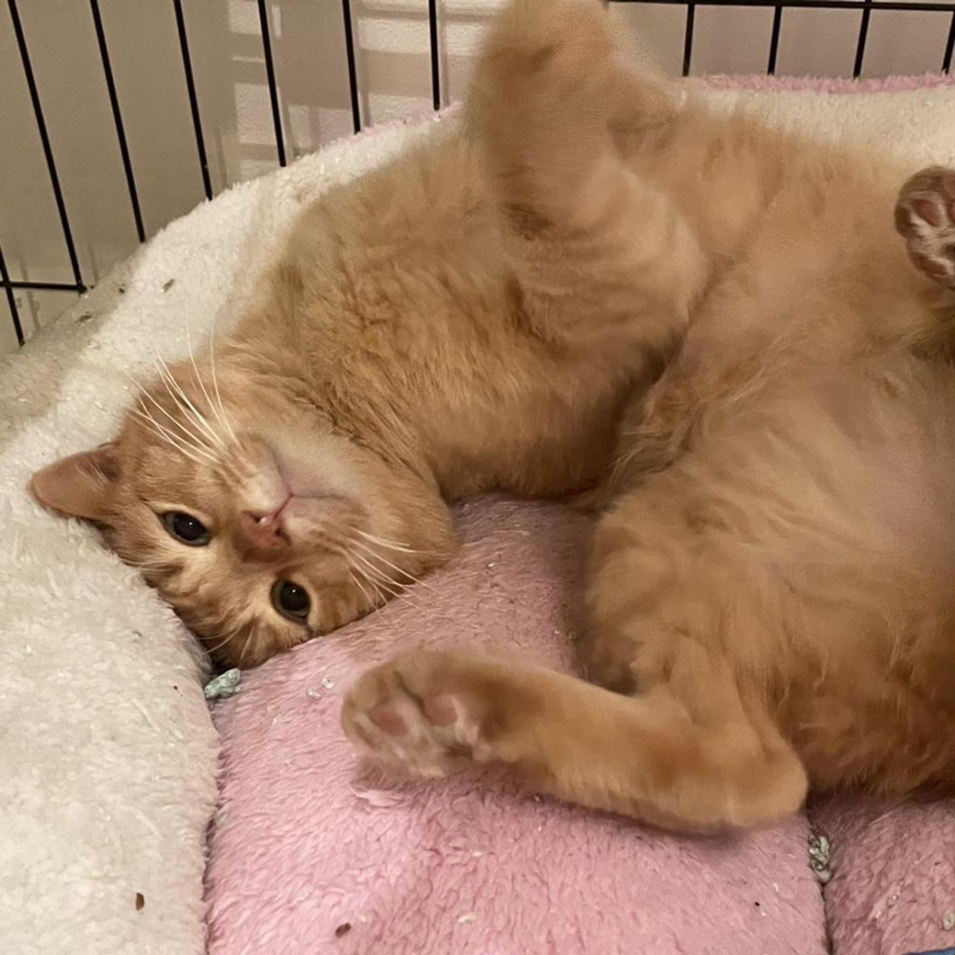 pet-image-9