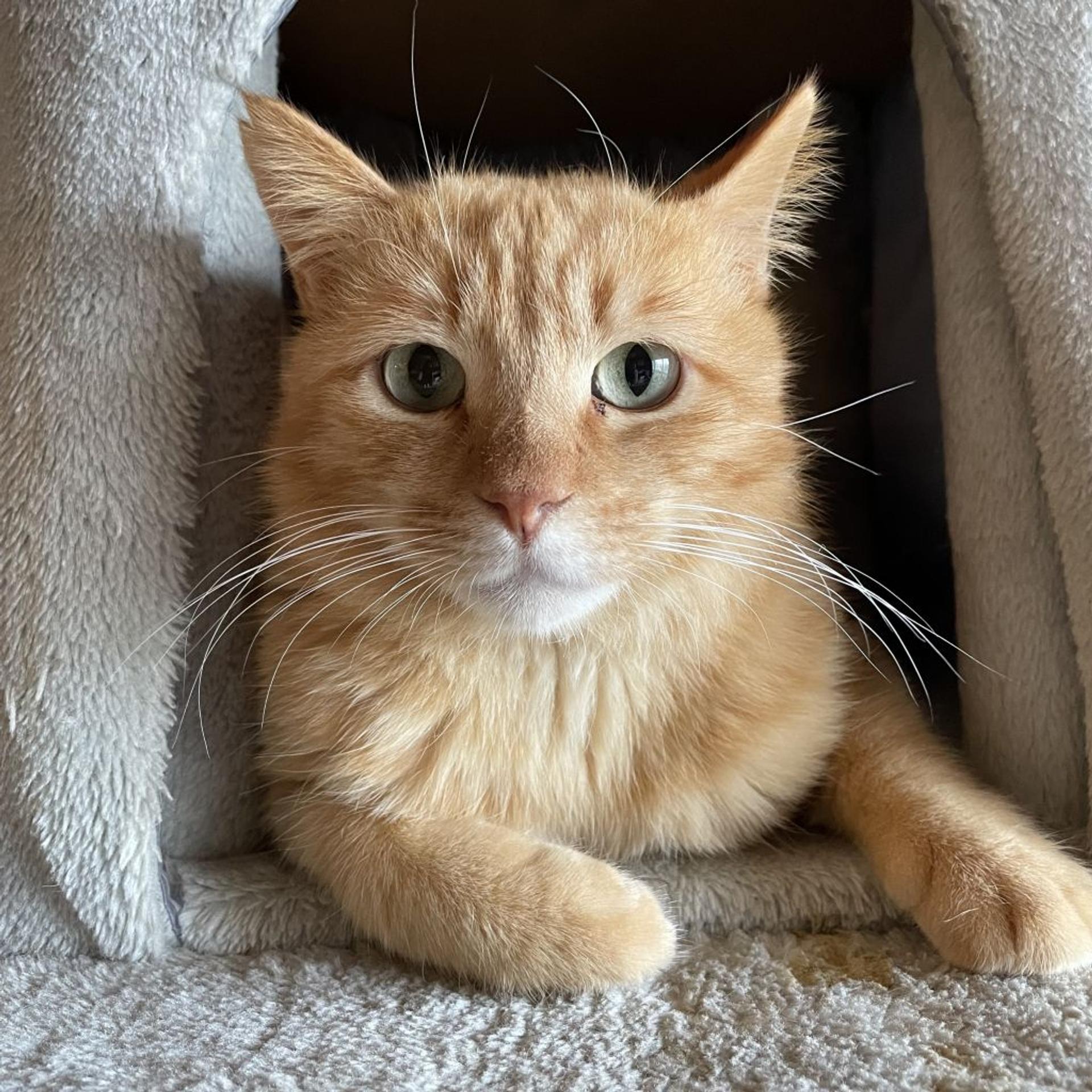 pet-image-2