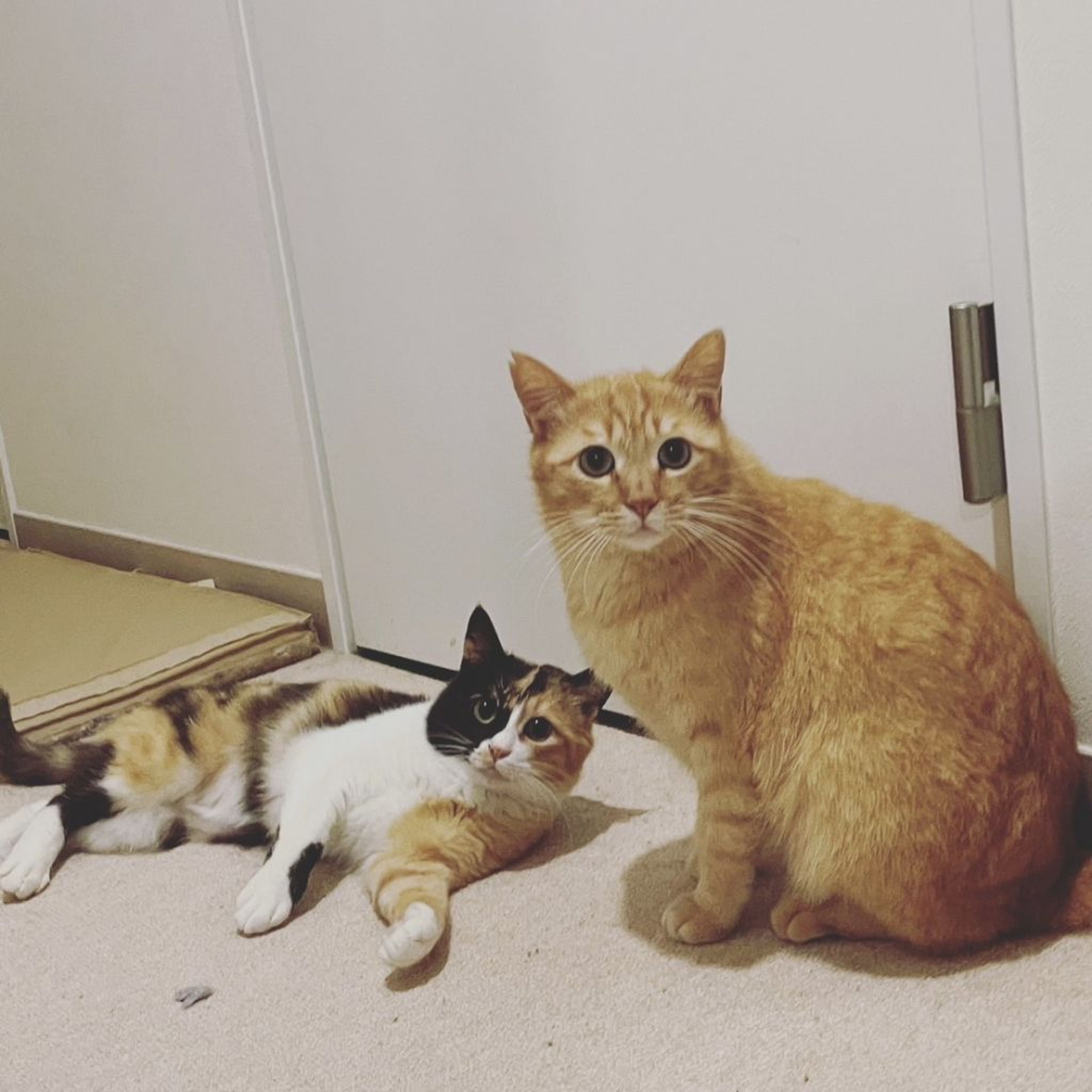 pet-image-3