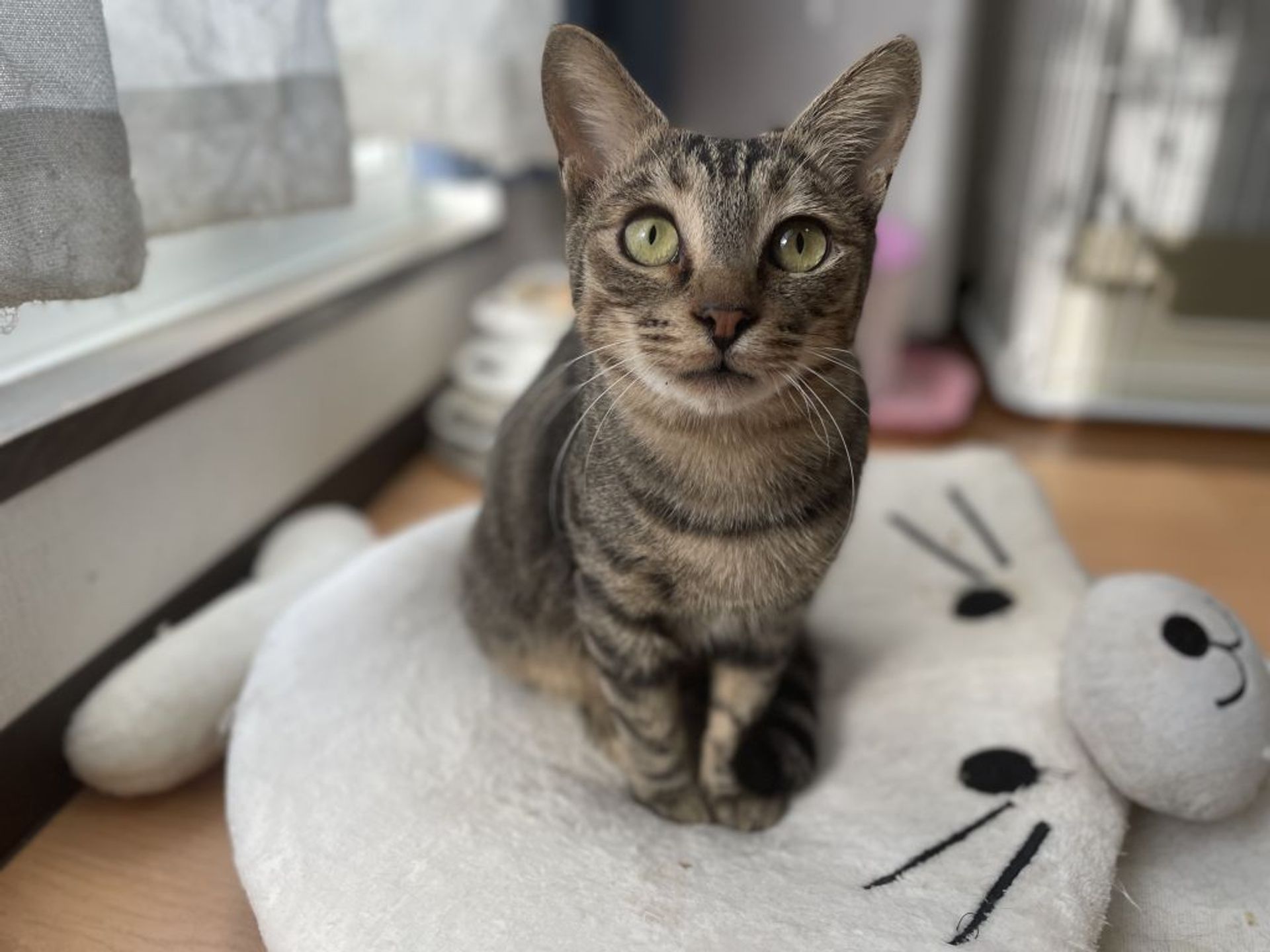 雑種（ミックス猫）・オスの里親募集の写真