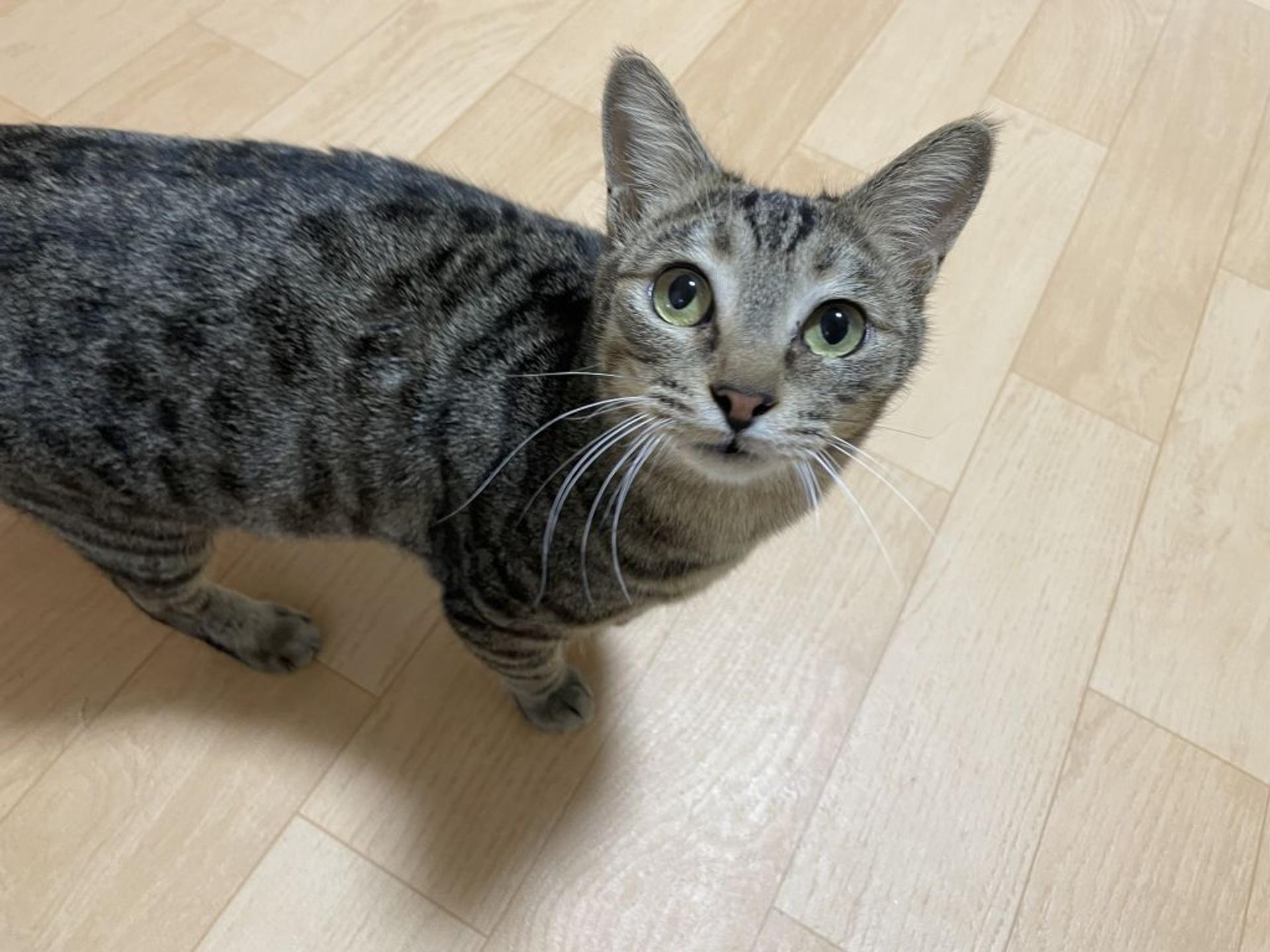 pet-image-3