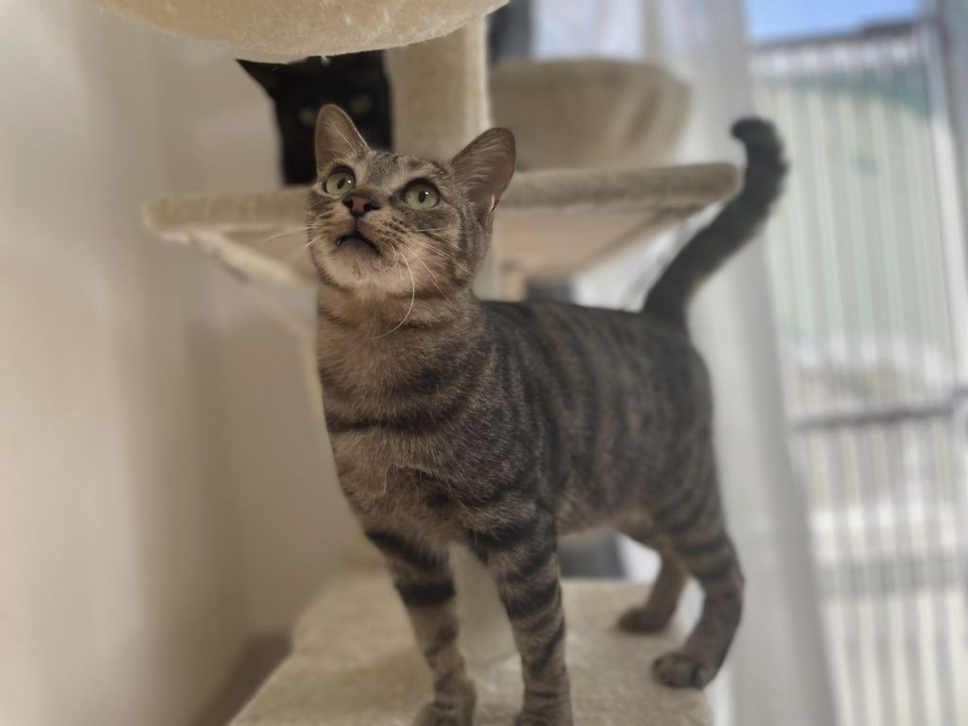 pet-image-5