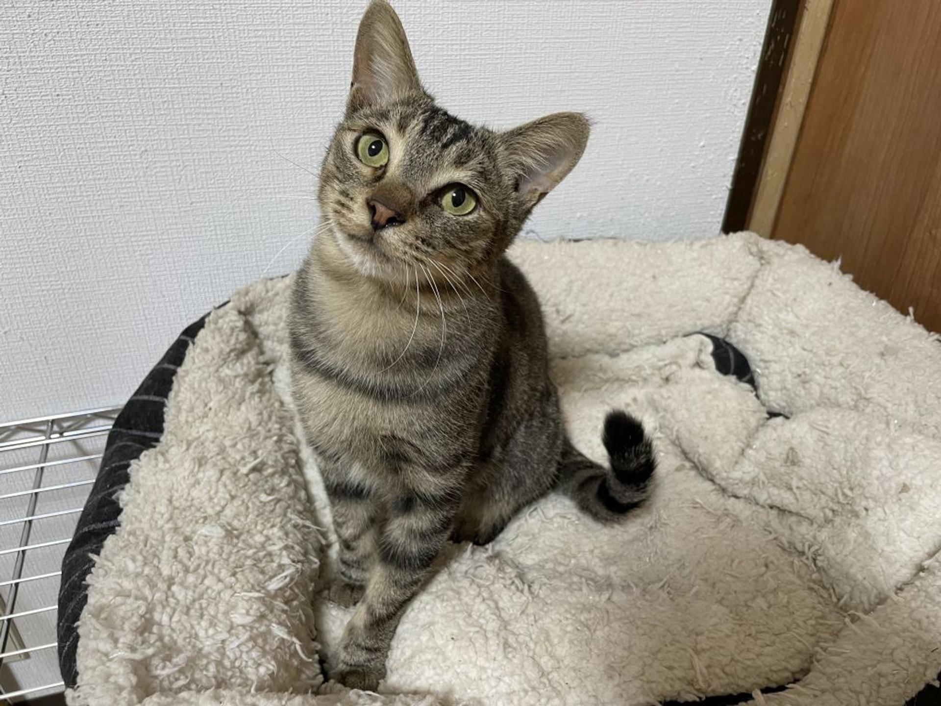 pet-image-6