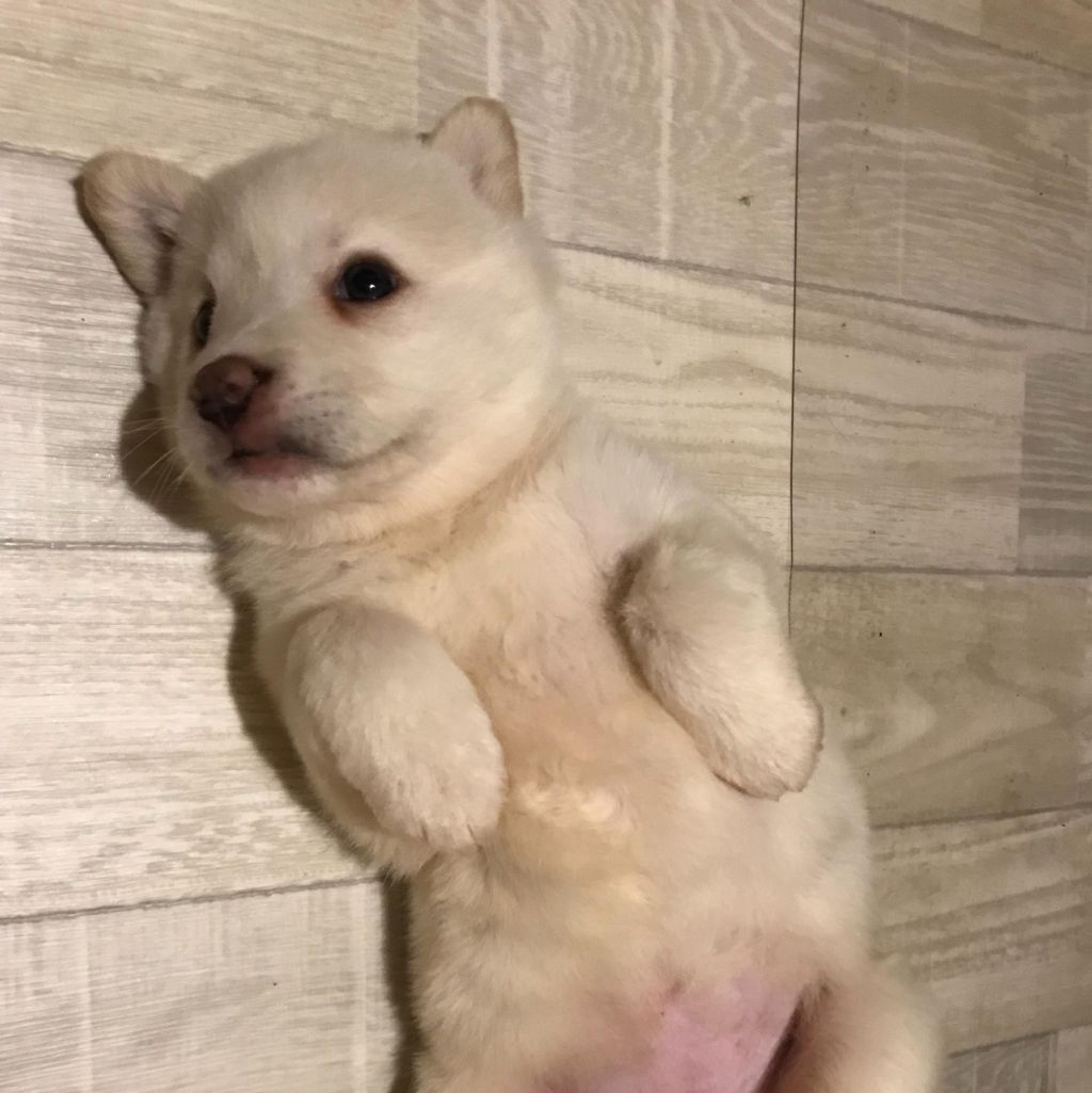 pet-image-2