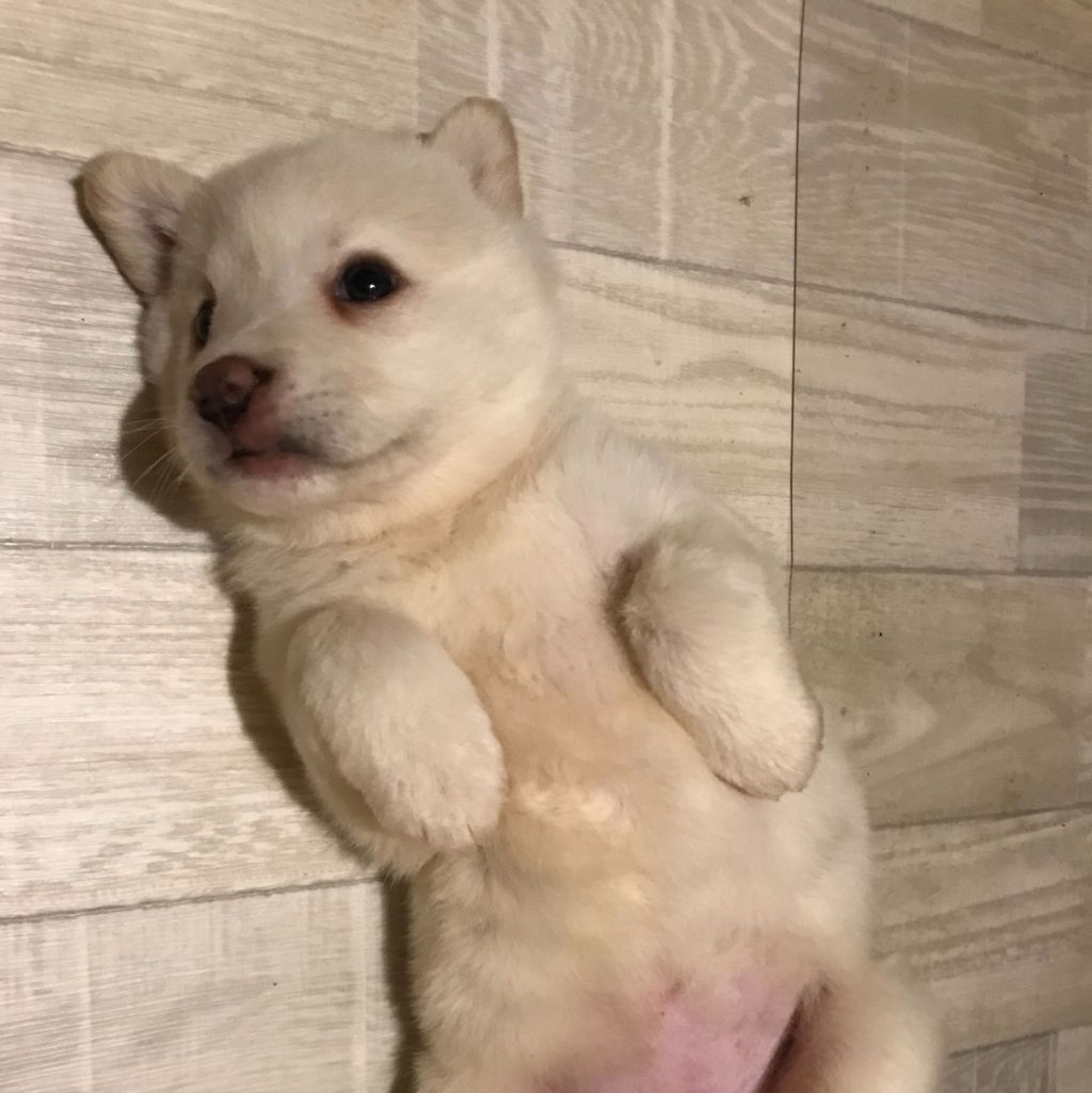 pet-image-2