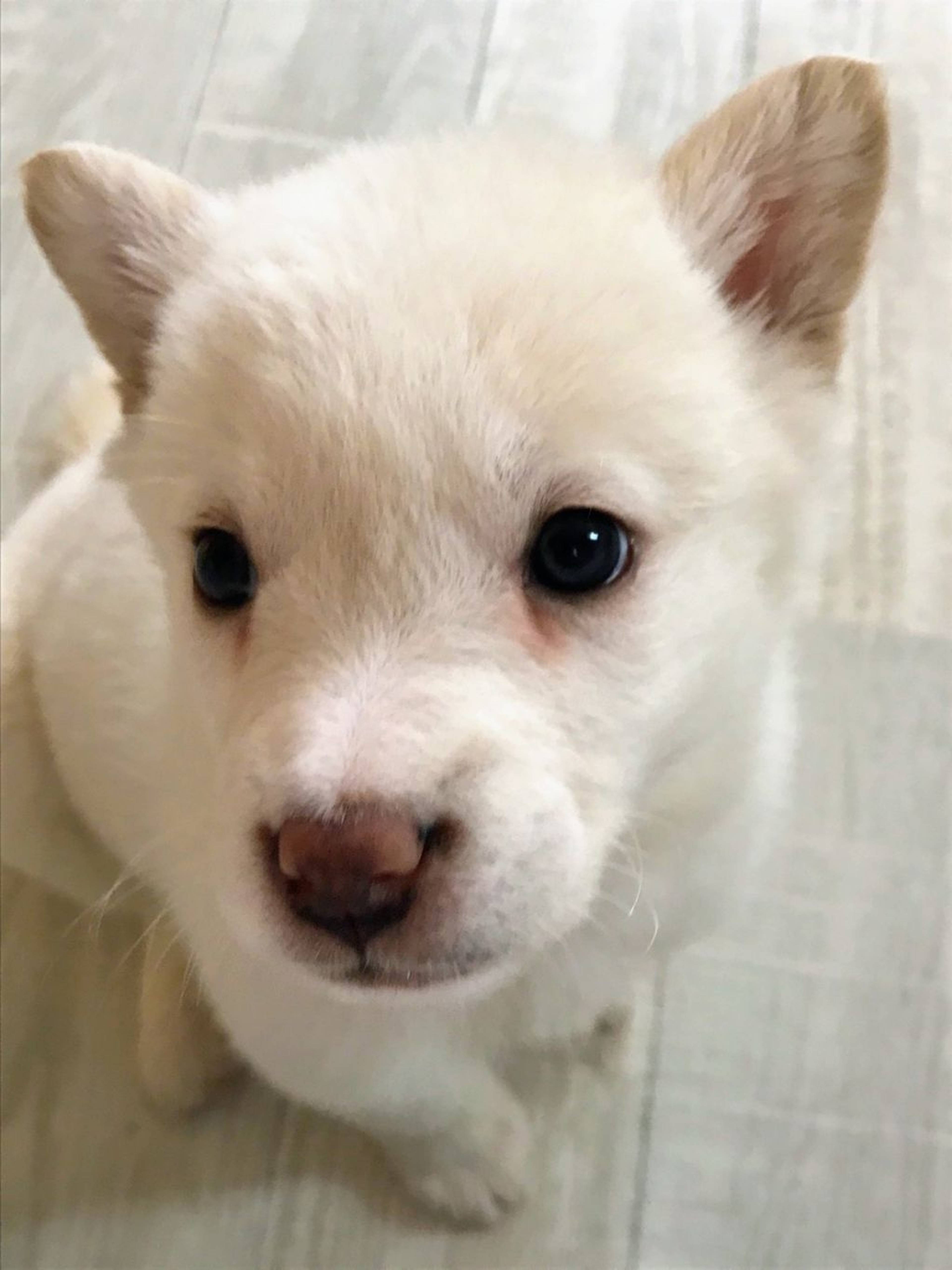 雑種（ミックス犬）・メスの里親募集の写真