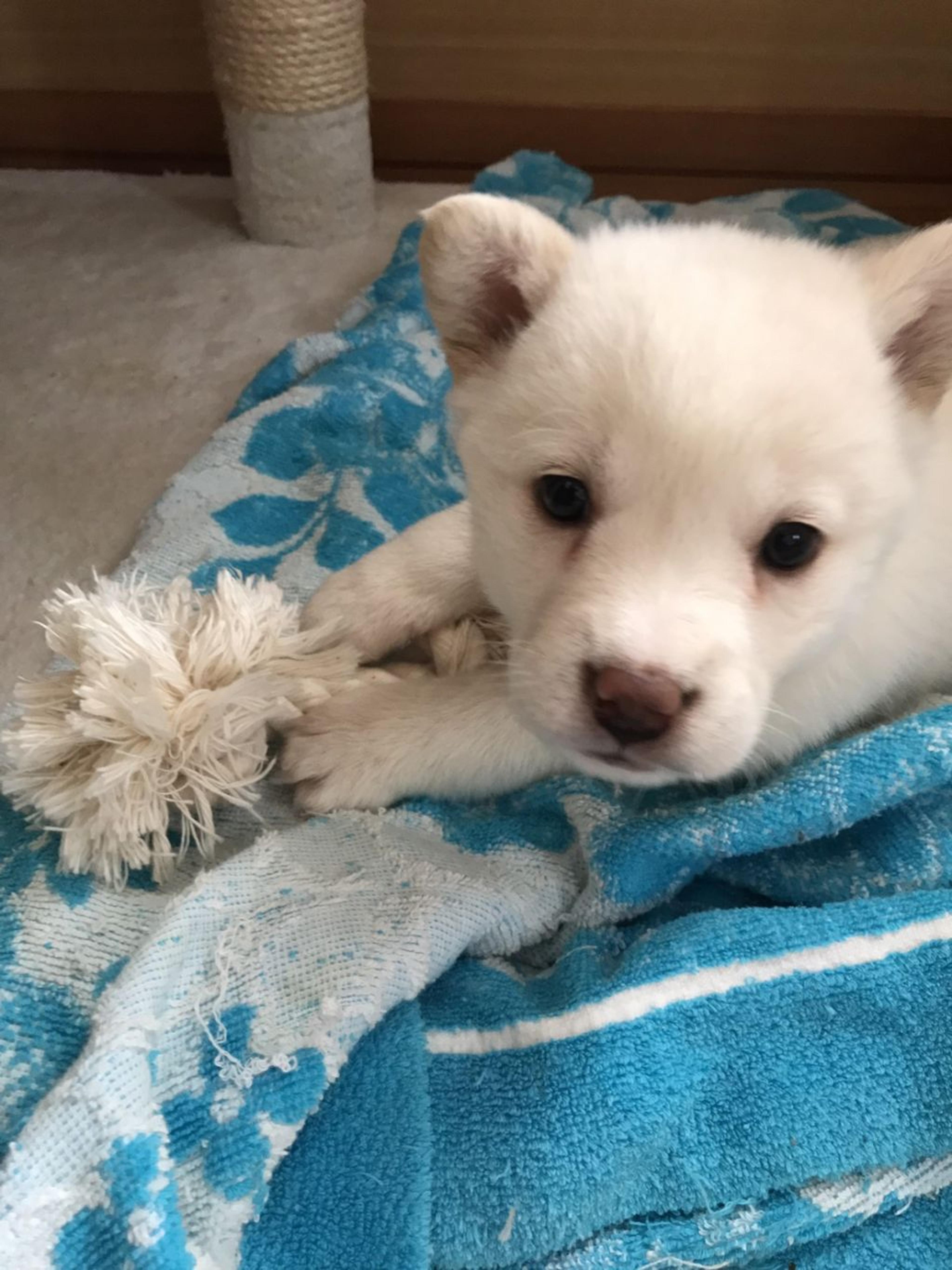 pet-image-3