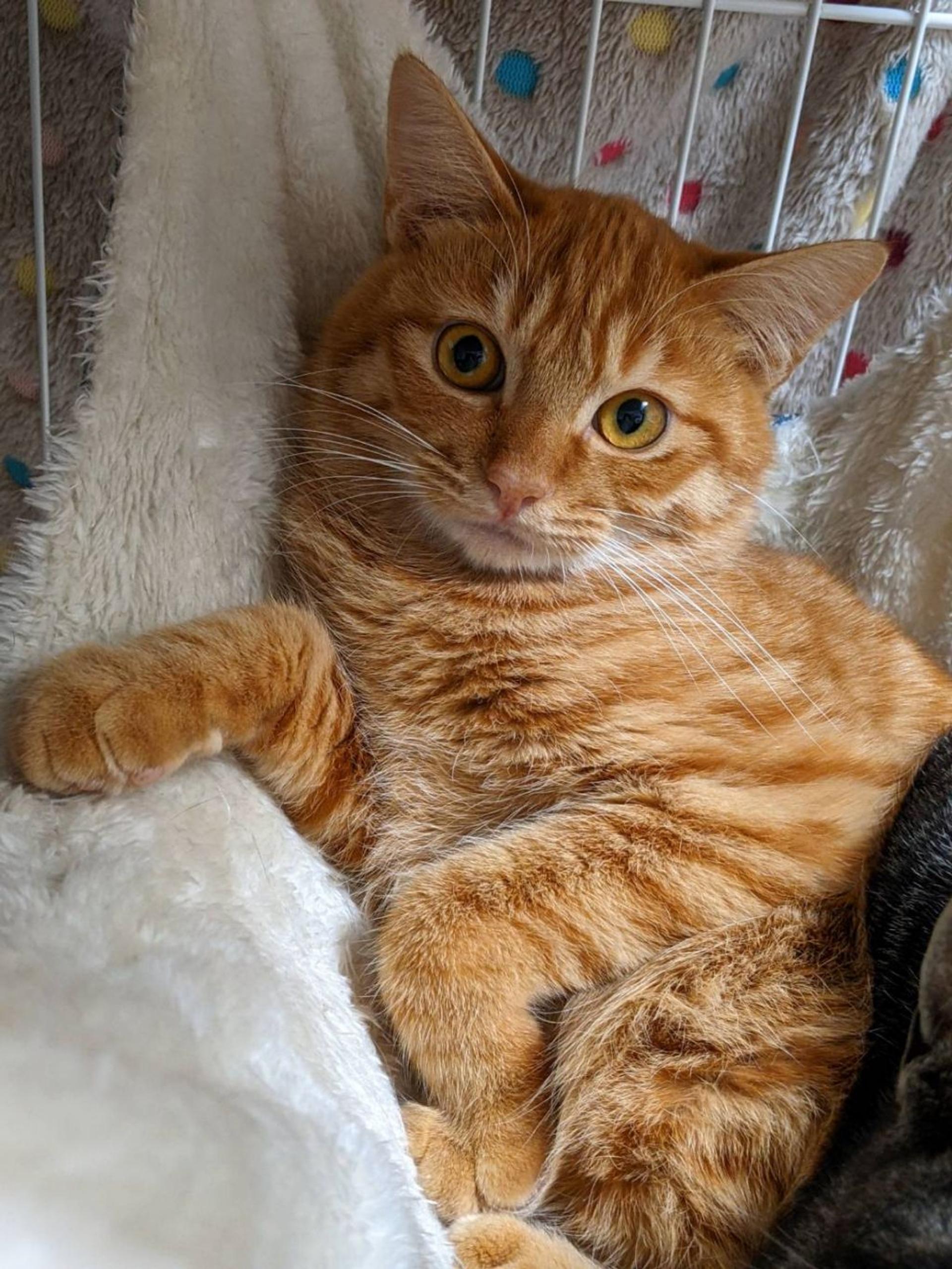pet-image-2
